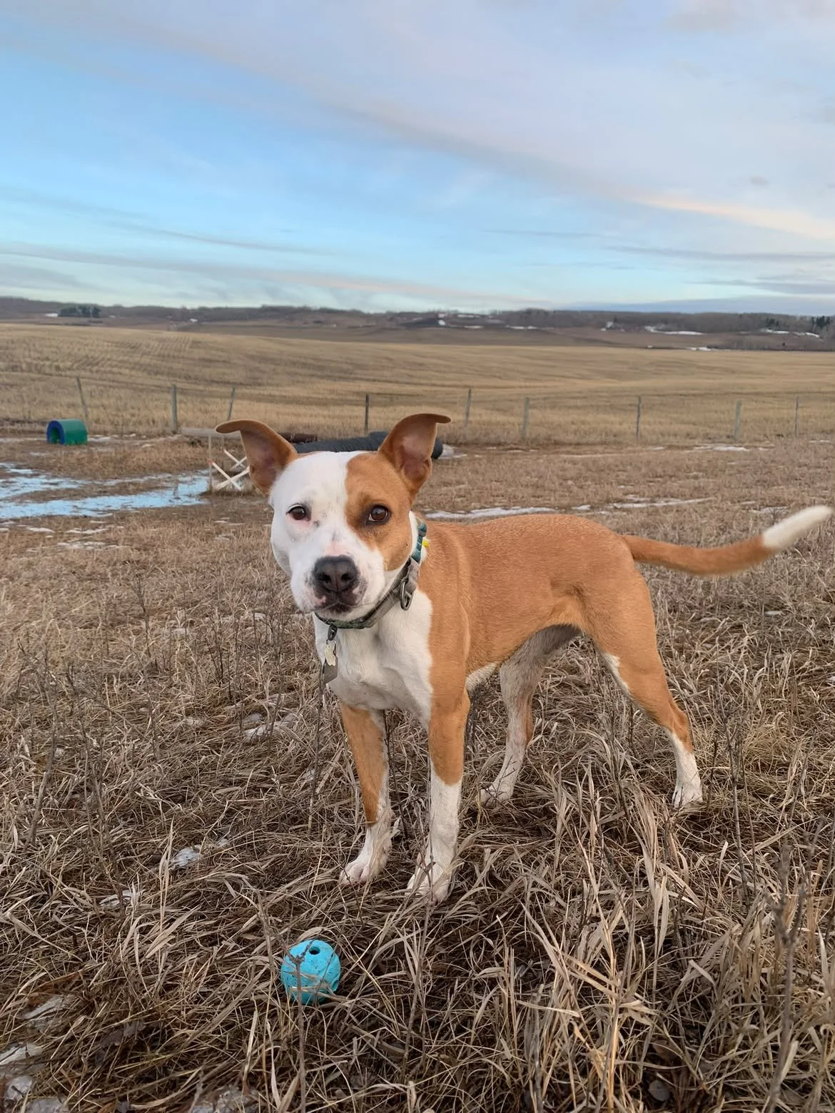 A brown and white dog standing on a dry grassy field, with a rural landscape and a blue sky in the background. There is a blue ball near the dog.