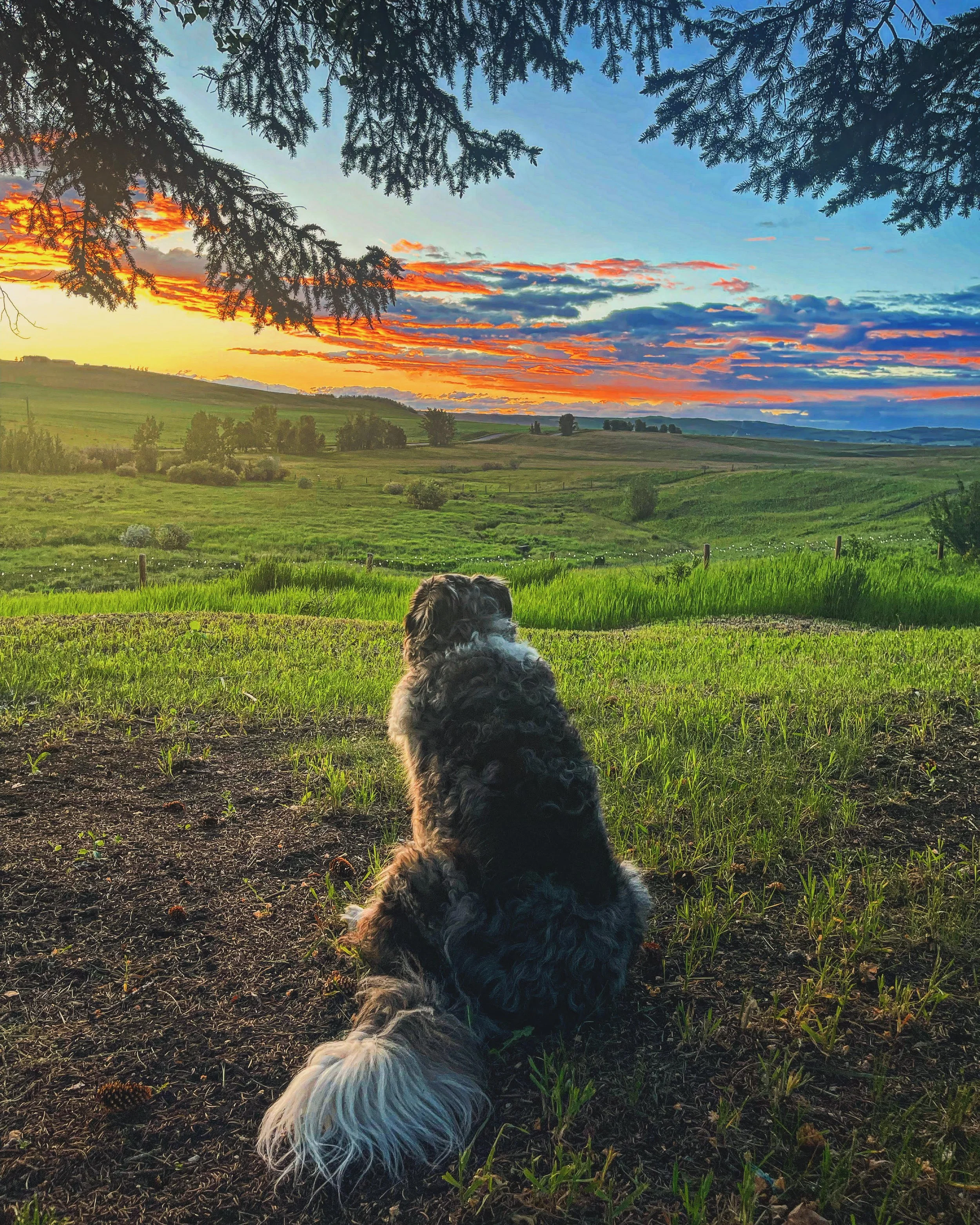 A dog sitting on grass at sunset, looking at a scenic landscape with rolling hills, trees, and colorful clouds in the sky. Fully fenced and peaceful