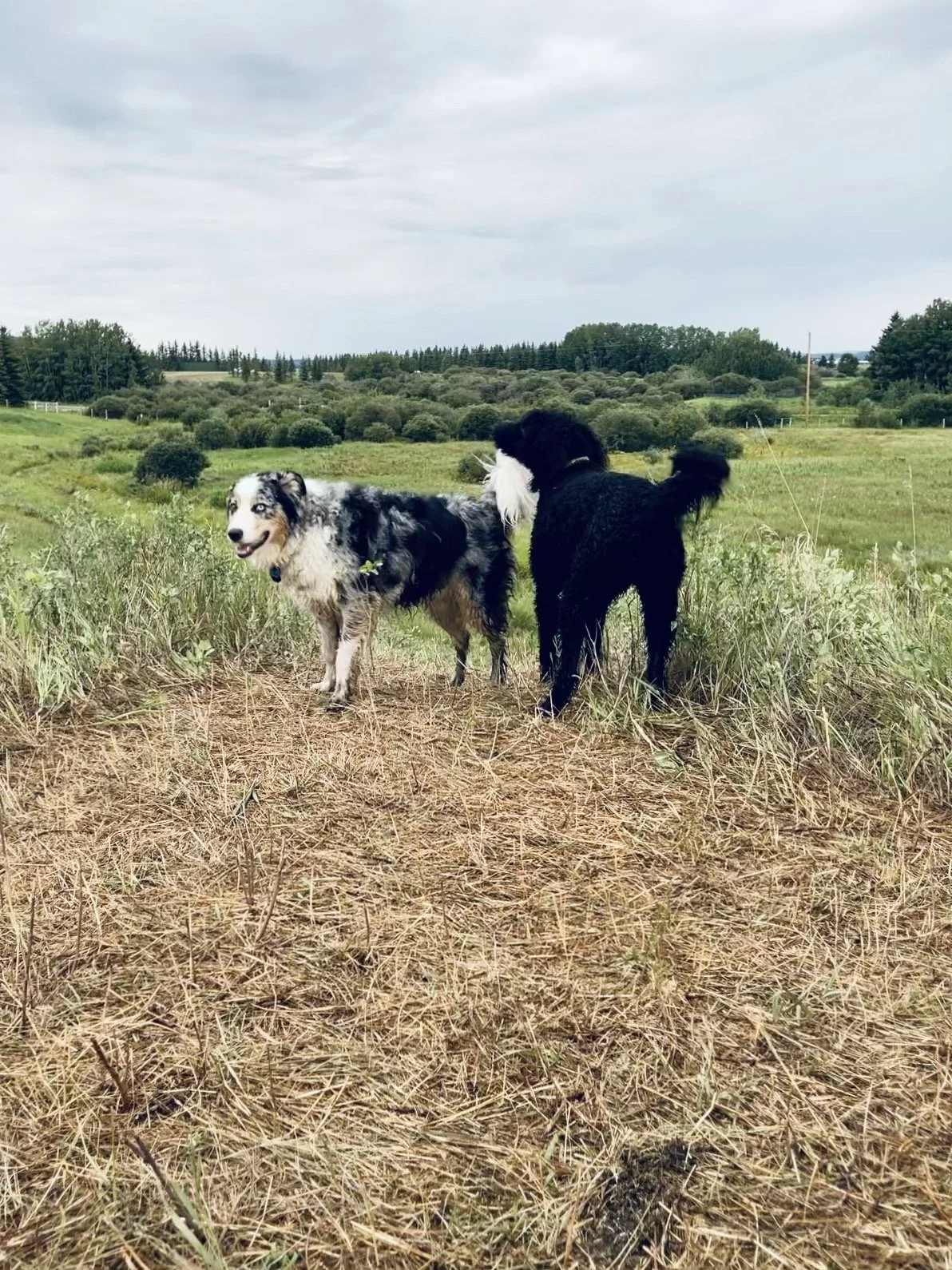 Two dogs standing in a grassy field with trees and cloudy sky in the background.