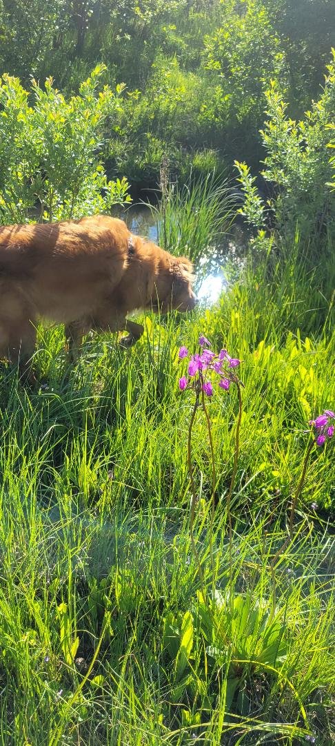 A dog walking through tall green grass near a small pond with purple flowers and surrounded by trees on a sunny day.