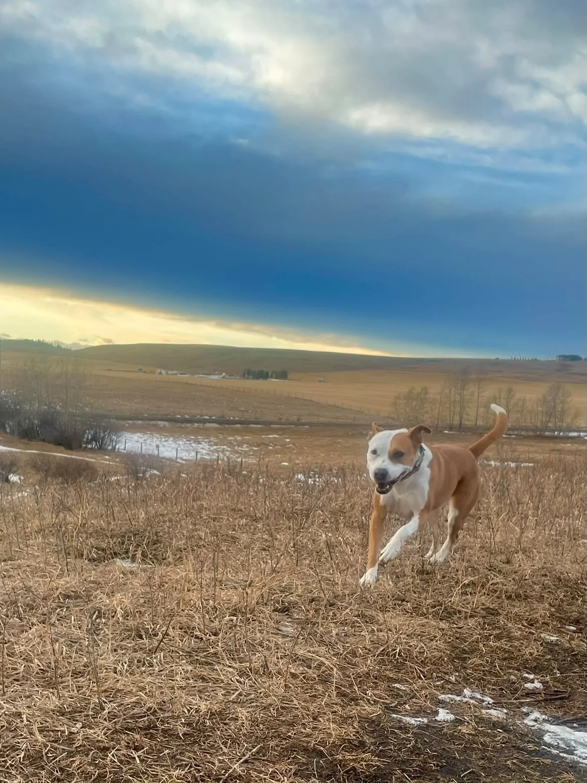 A cheerful dog running across a dry grassy field with a scenic landscape of rolling hills, a small pond, and a dramatic cloud-filled sky in the background.