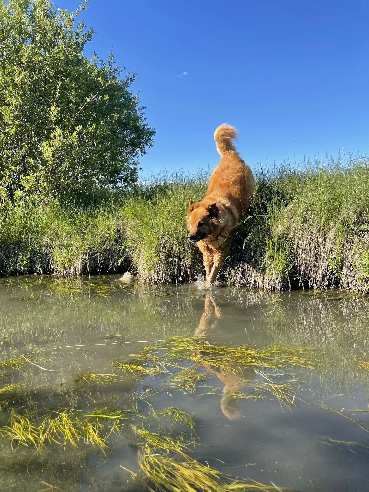 A golden retriever dog stepping into the water of a pond or small creek, surrounded by green grass and bushes, under a clear blue sky.