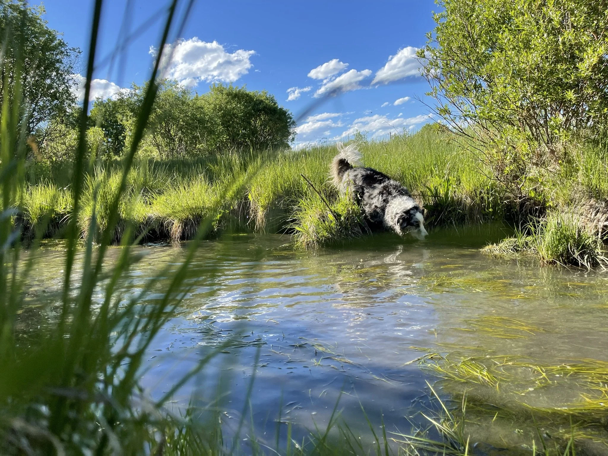 A black and white dog is swimming in a shallow pond surrounded by green grass and bushes. The sky above is blue with scattered white clouds.