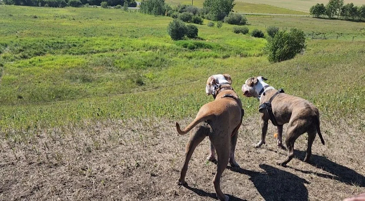 Two dogs, one brown and one gray, standing on a dirt path overlooking a green, rolling field with trees in the background.