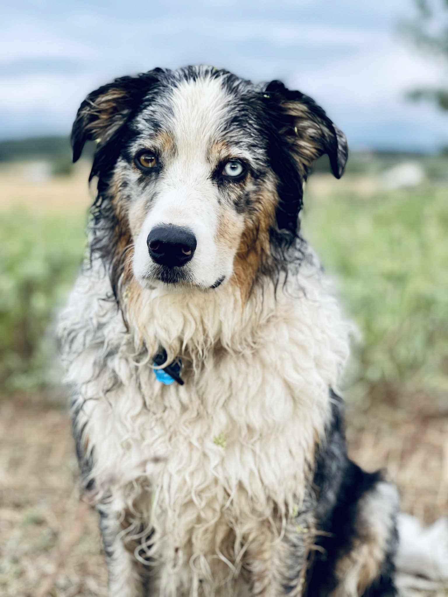 A dog with heterochromatic eyes, one brown and one blue, wet and sitting outdoors on grass with a blurred background.