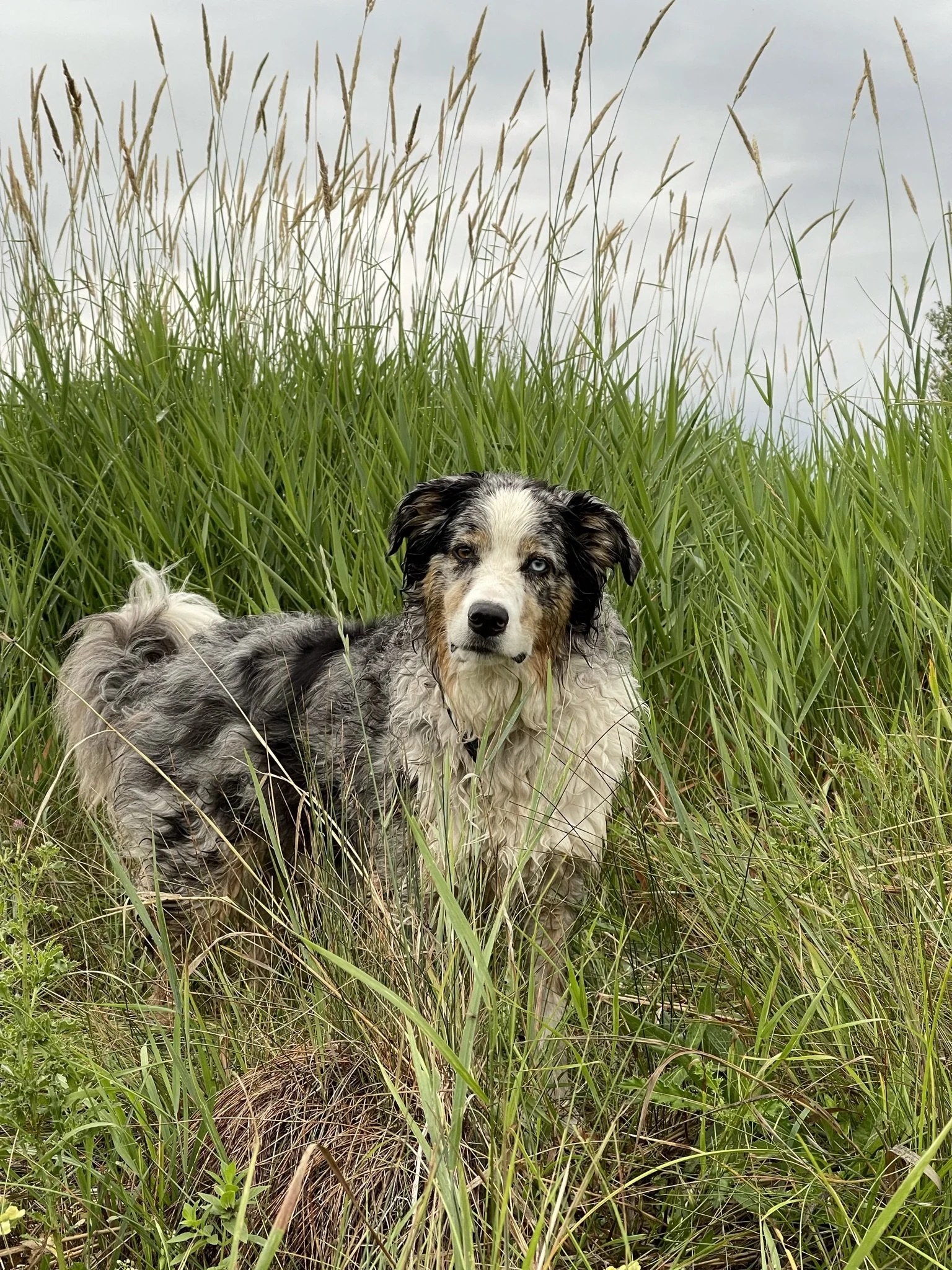 A dog with blue eyes and a merle coat lying in tall green grass, with cloudy sky in the background.