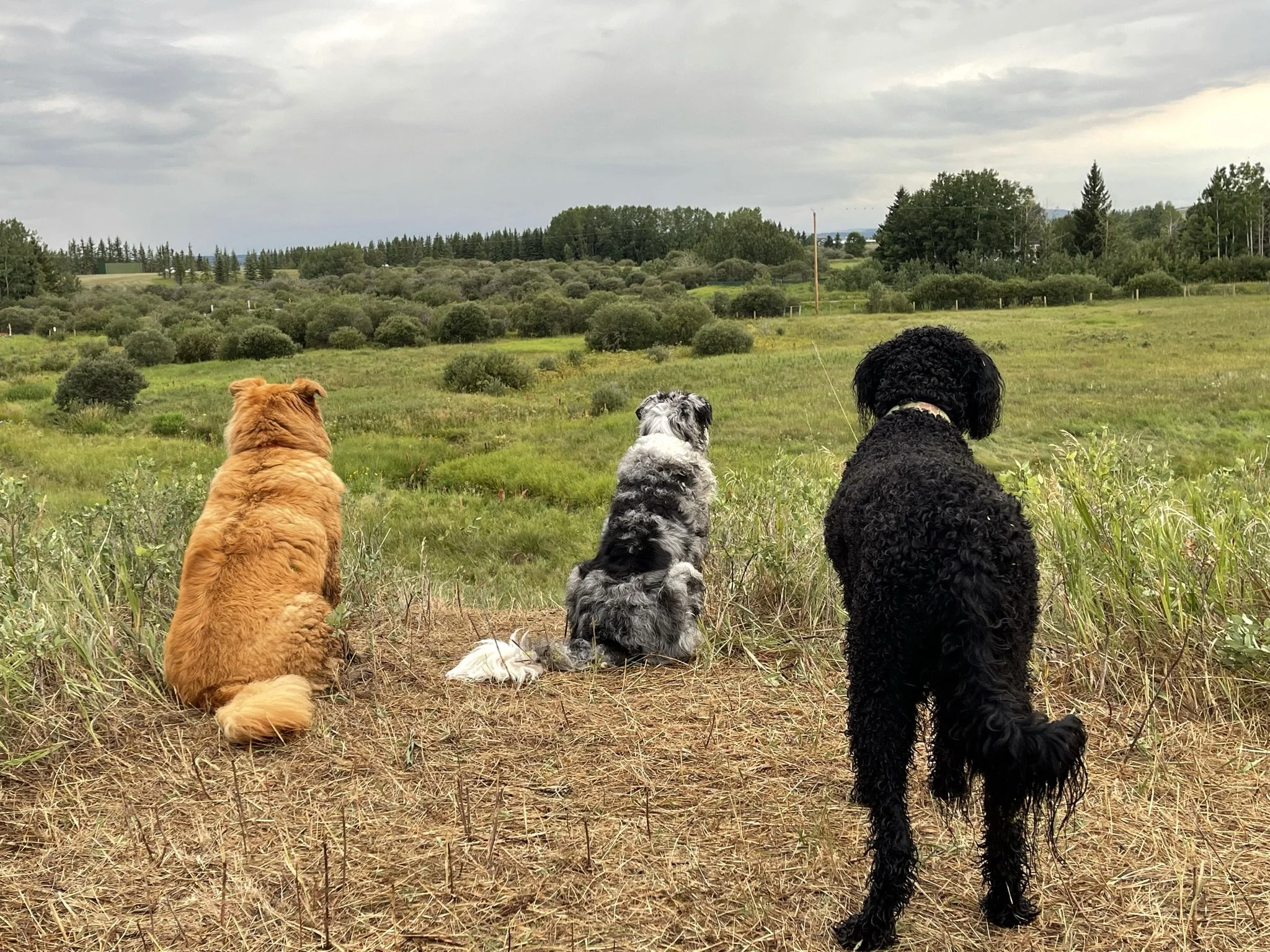 Four dogs sitting on a grassy hillside overlooking a landscape of trees and cloudy sky.