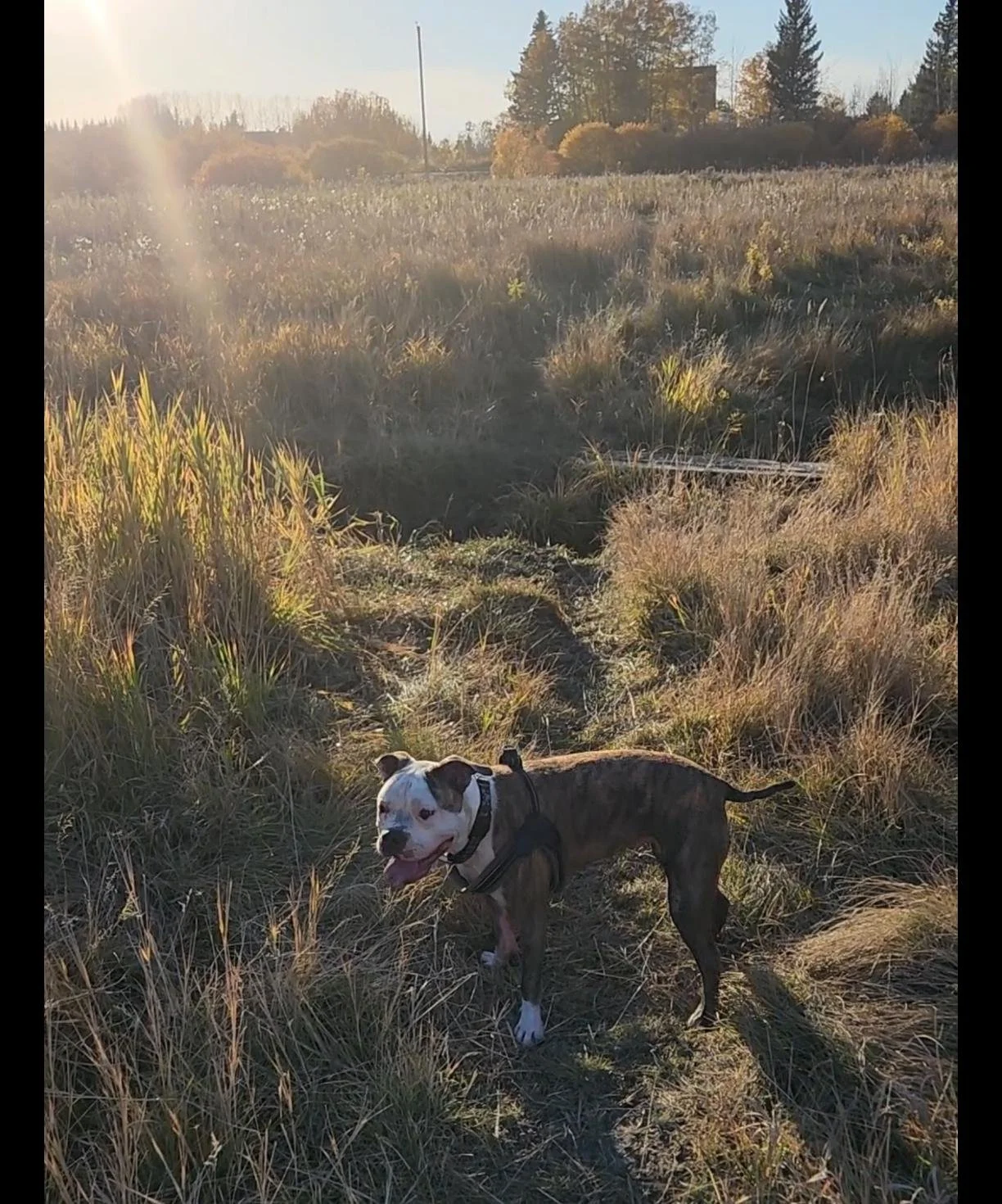 A smiling dog with a brindle coat and white face standing on a dirt path in a grassy, open field during sunset.