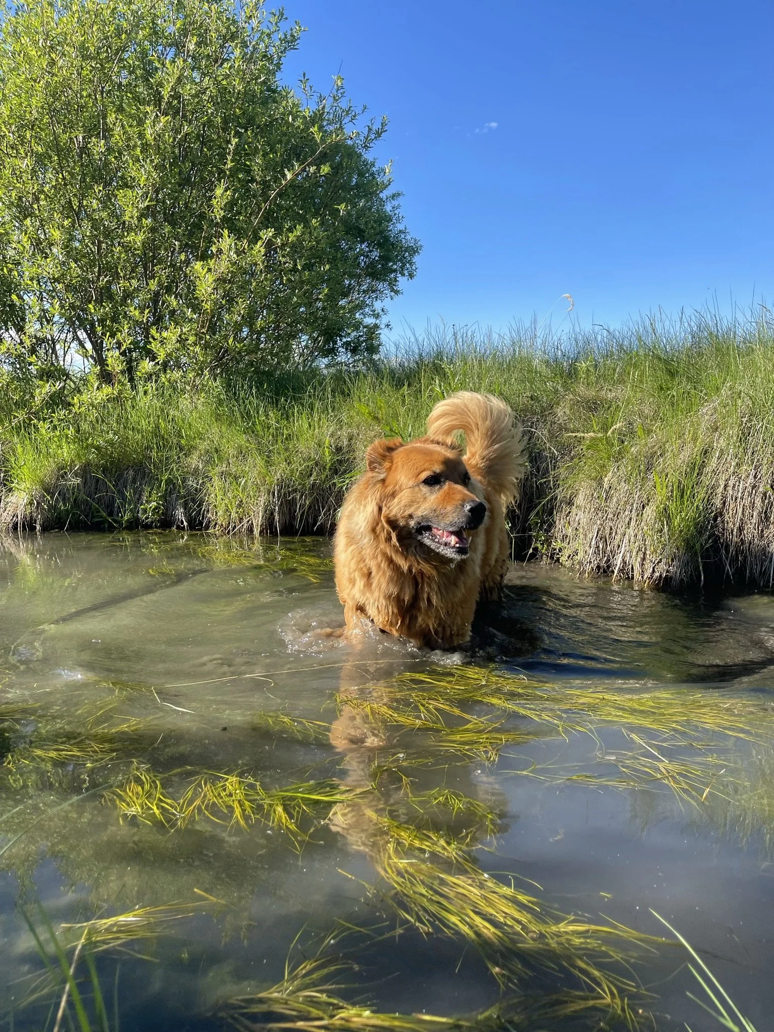 Golden retriever dog in a shallow creek with green grass and a large bush in the background under a clear blue sky.