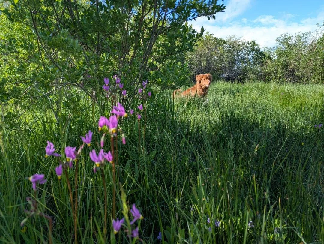 A brown dog lying in tall green grass next to a bush with purple wildflowers, under a blue sky with white clouds.
