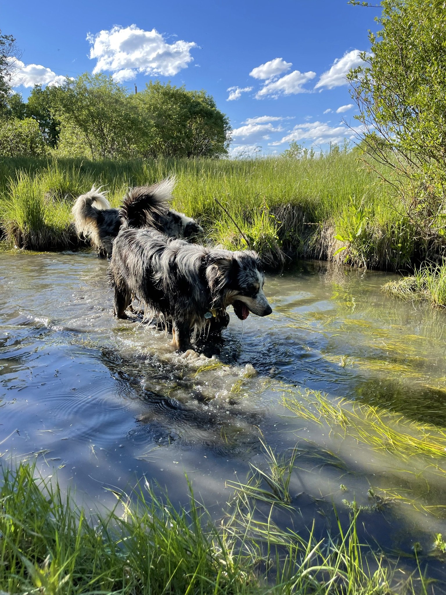 Three dogs wading through a stream surrounded by lush green grass and trees on a sunny day with a blue sky and fluffy clouds.