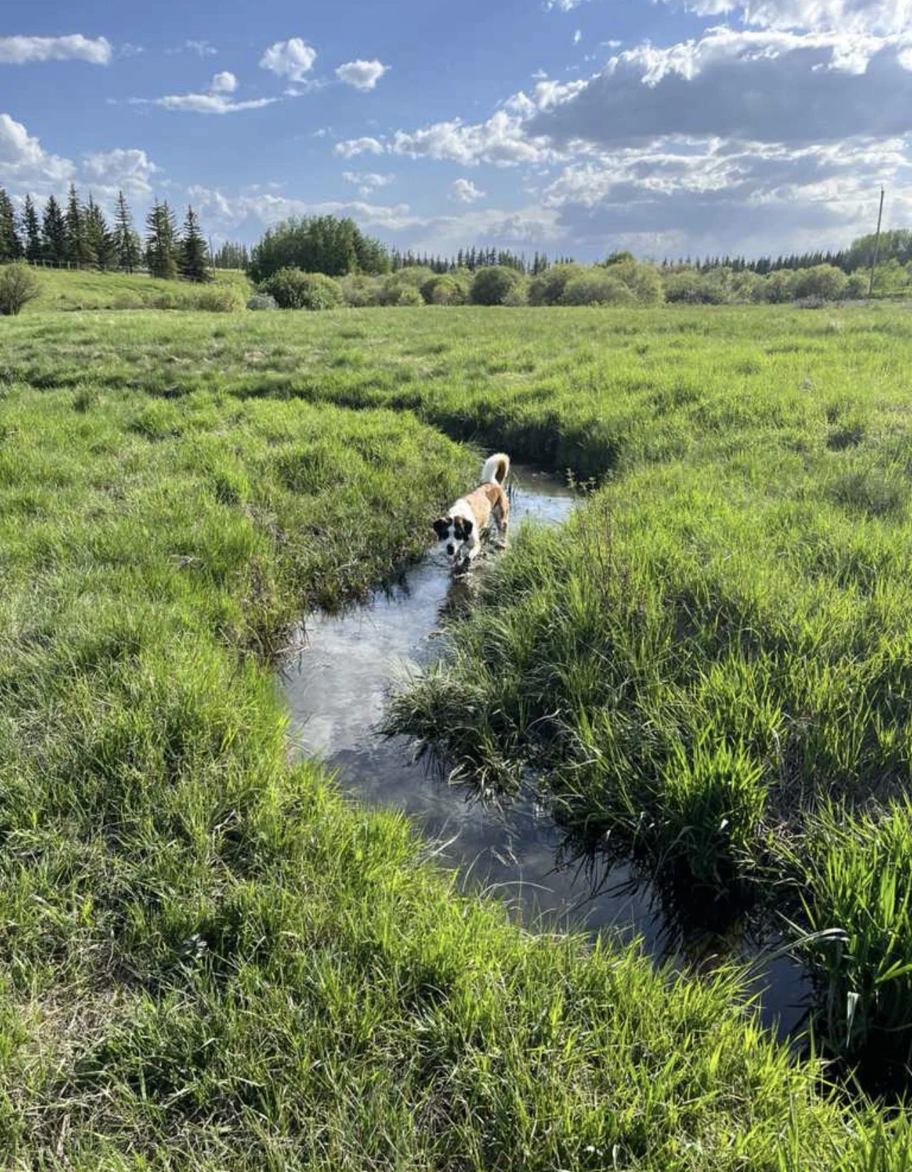 Dog standing in a small stream surrounded by lush green grass on a bright, partly cloudy day with blue sky and distant trees.