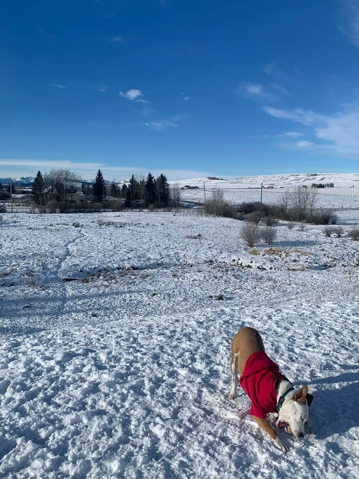 Dog playing in the snow with a red coat, in a snowy landscape under a blue sky, with distant trees and buildings.