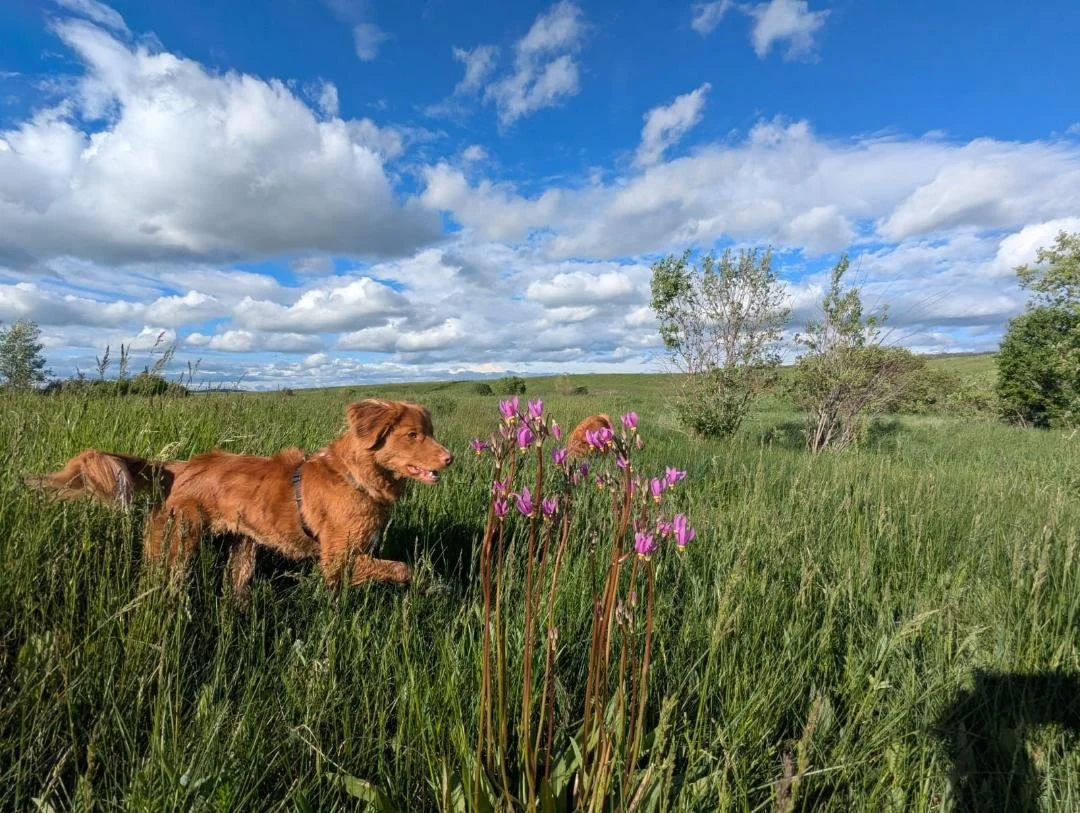 A brown dog running through tall green grass in a field with pink flowers and trees in the distance under a blue sky with white clouds.