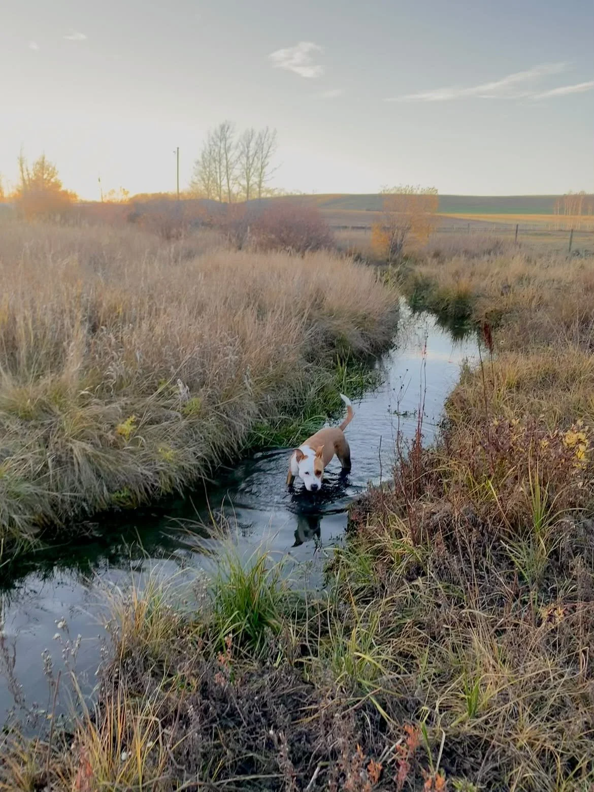 A dog wading through a narrow creek in a field with tall grass and sparse trees, with a clear sky and a few clouds in the background.