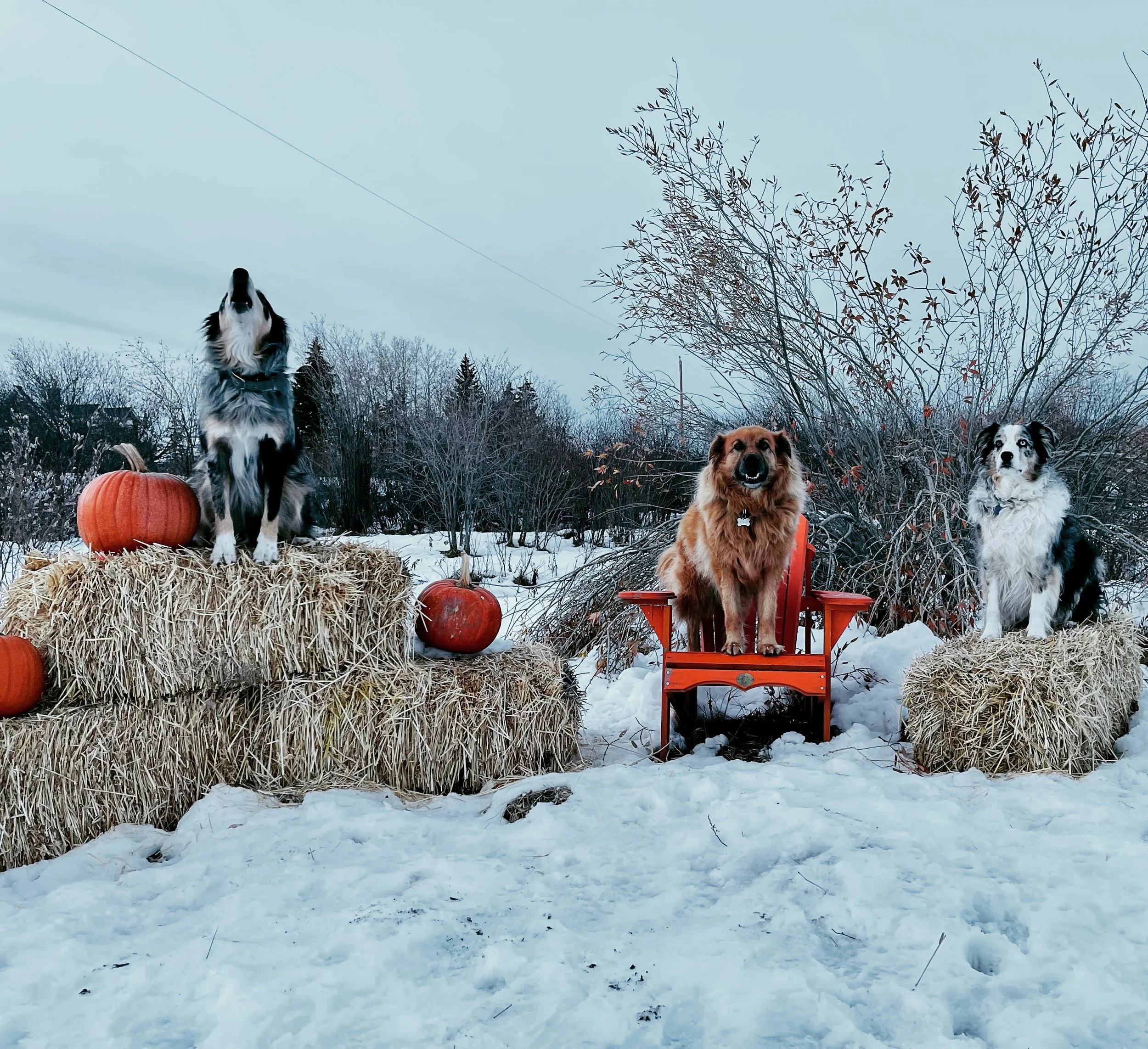 Three dogs sitting outdoors in a snowy landscape with hay bales and pumpkins, with leafless trees and a cloudy sky in the background.