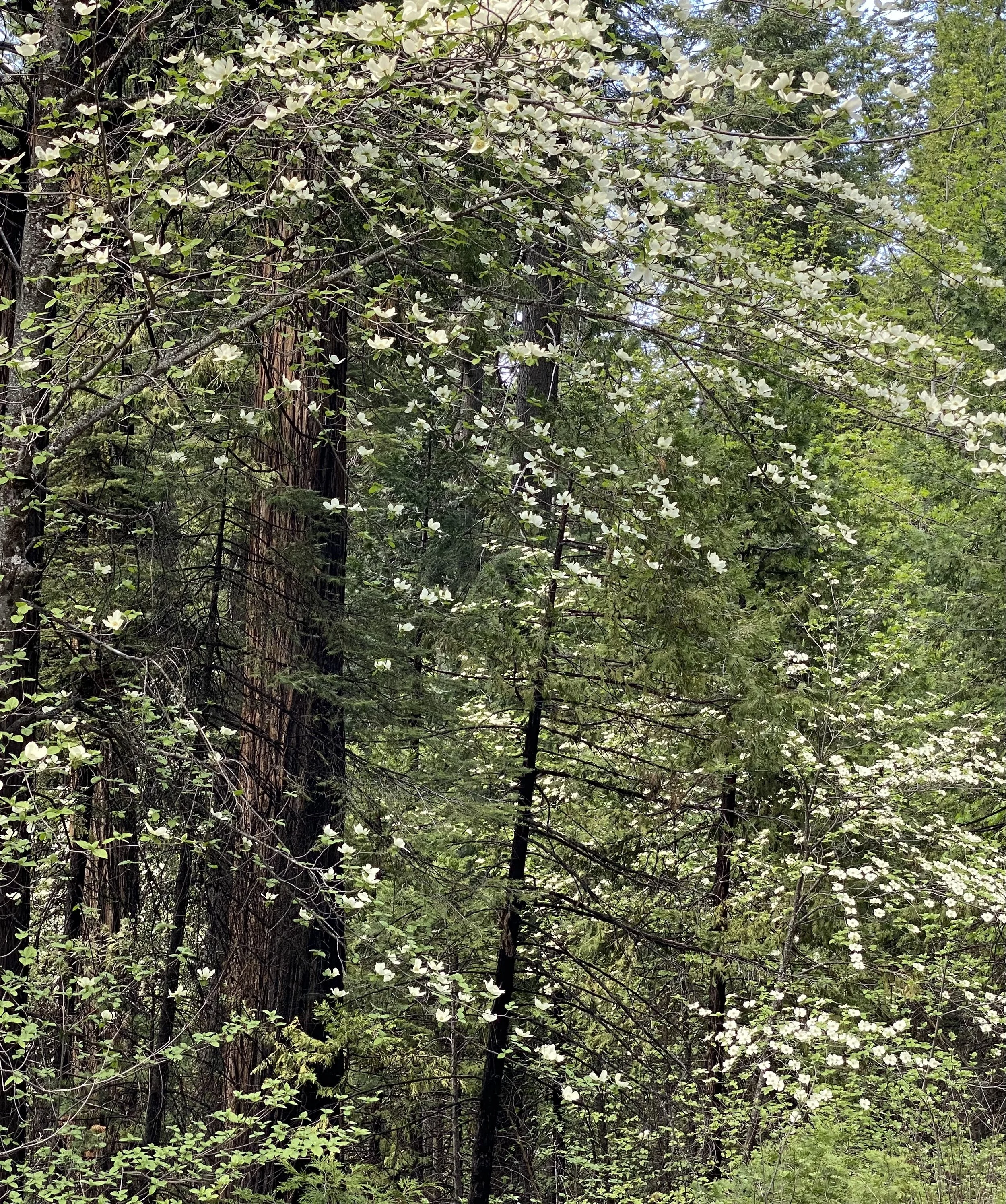 When I am Among the Trees