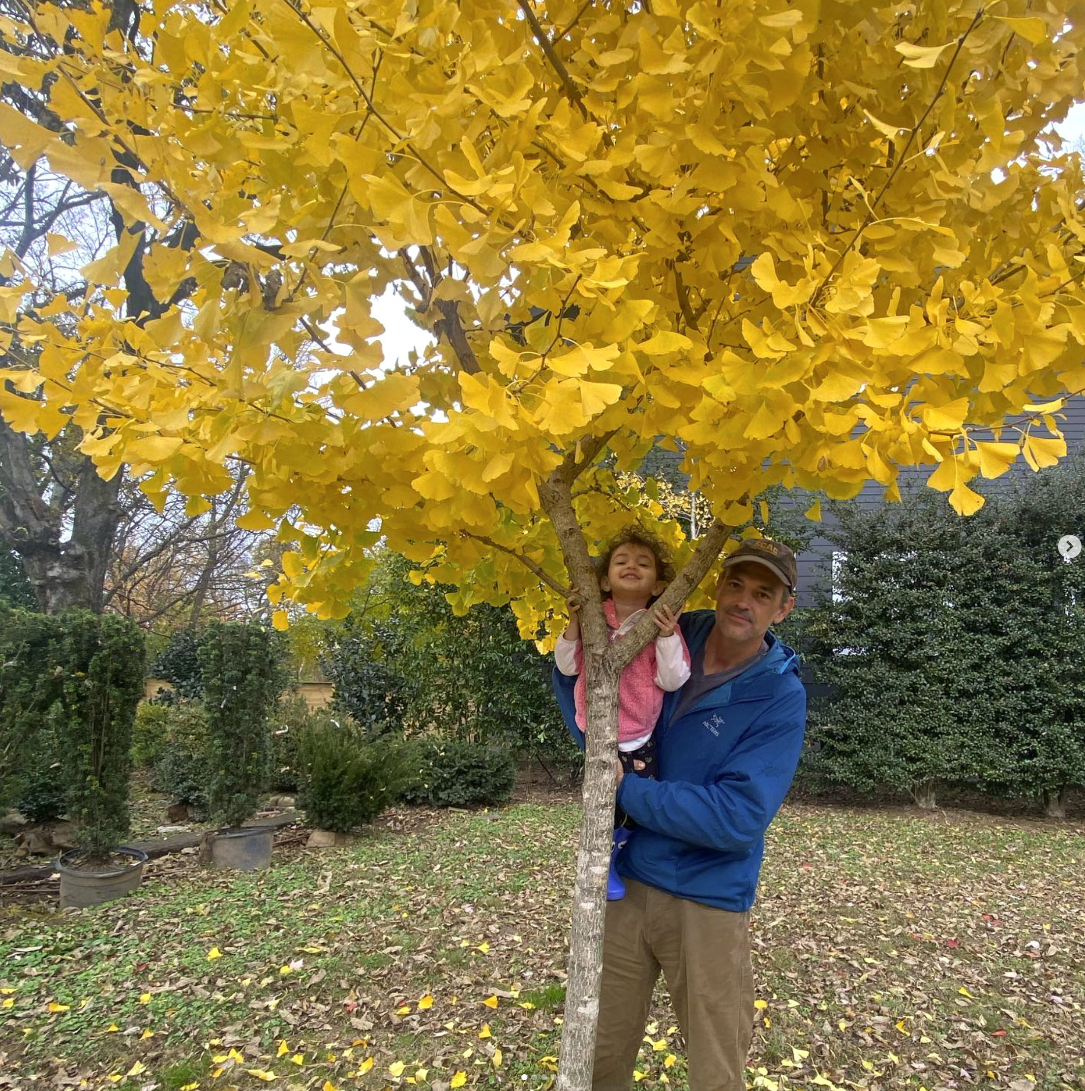 A man and a young girl are standing next to a small tree with vibrant yellow leaves. The girl is sitting on one of the tree's branches, smiling, while the man is holding her and looking at the camera. The background shows a garden with potted plants and bushes, and the ground is covered with fallen leaves.