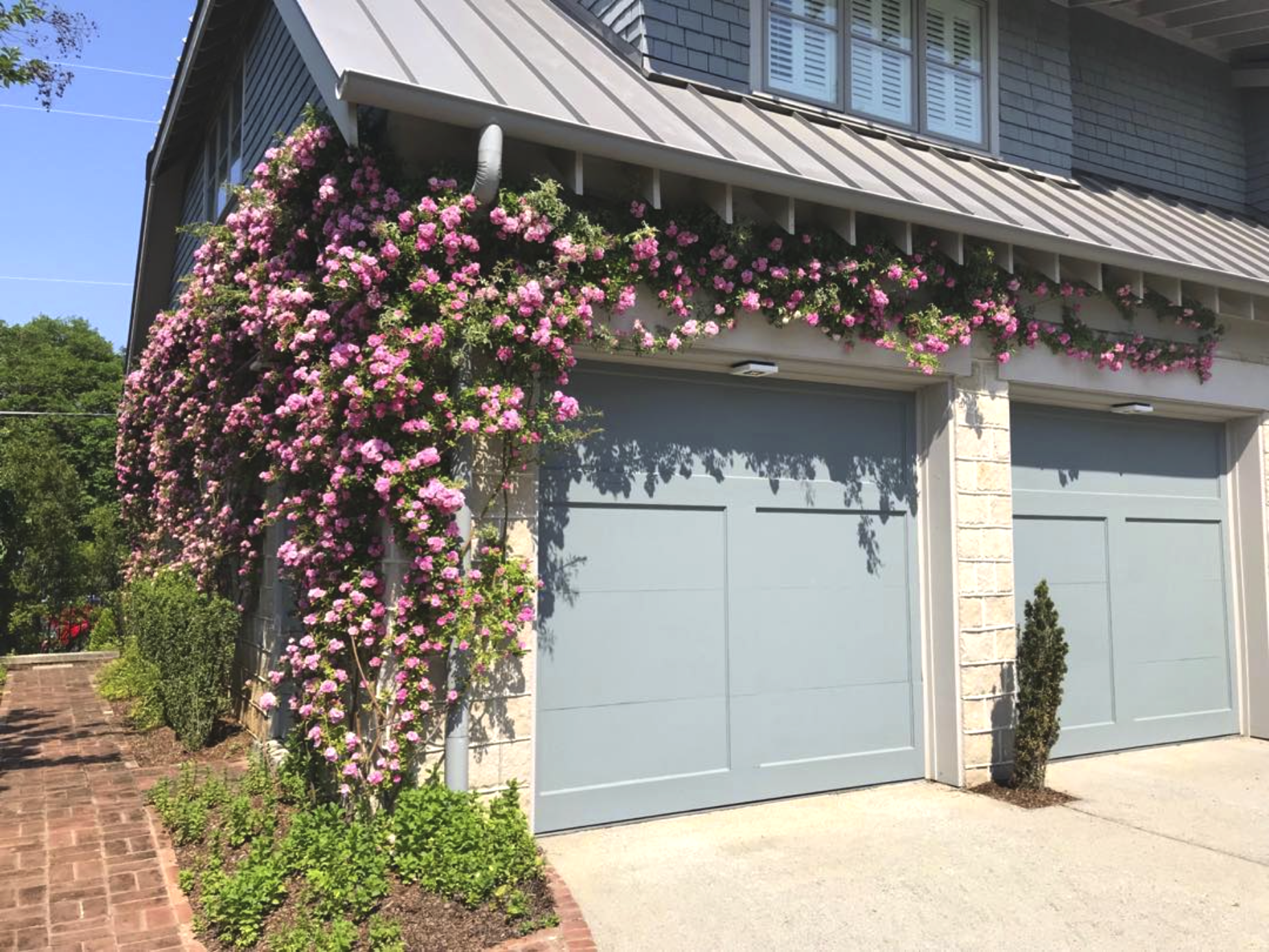 Pink flowering vine growing along the edge of a blue garage door and up the side of a house with gray siding and windows.