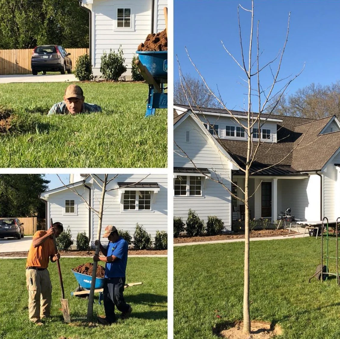 Two scenes of yard work in a suburban neighborhood. In one, two men are planting a new tree, one digging and the other preparing the soil. In the other, a young man is laying soil around a newly planted tree with a wheelbarrow nearby, and a young boy is talking on a phone. The background features a white house with bushes and a car parked in the driveway.