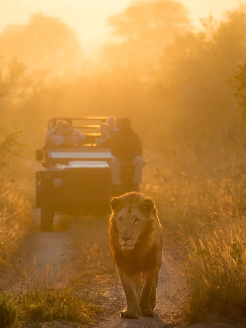 Exceptional journeys in exceptional places.

We design itineraries at The Door Travel (@thedoor_travel) around properties that define the experience. Lion Sands in South Africa is one of them, featured in our sold out &ldquo;Best of South Africa&rdqu