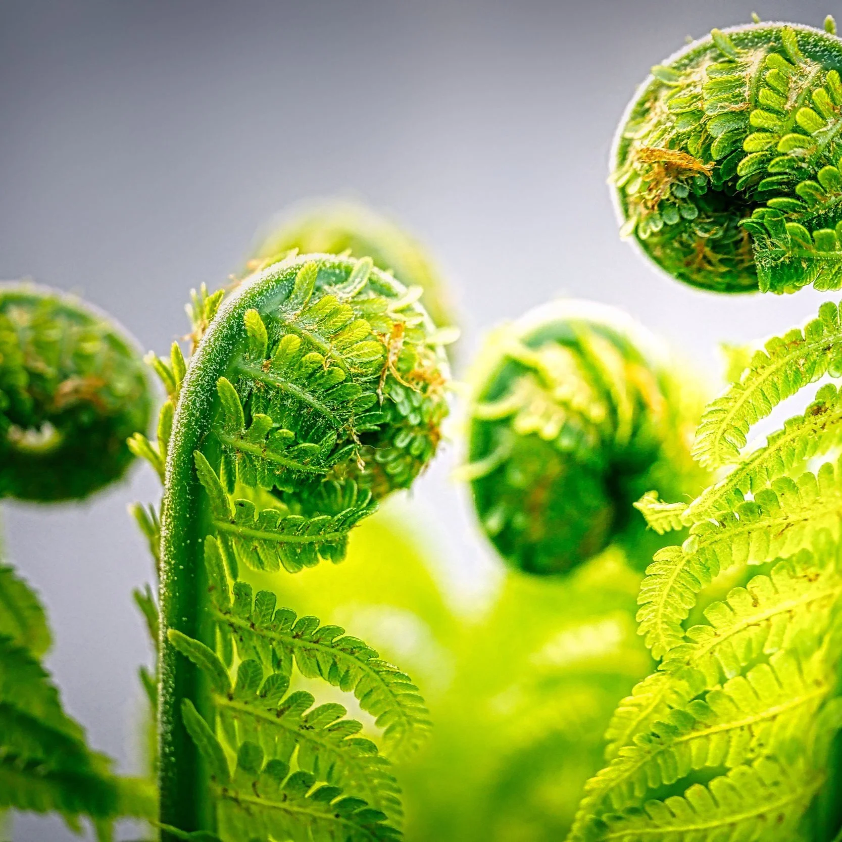 NEOCH WEBINAR: Harm Reduction in Homeless Services