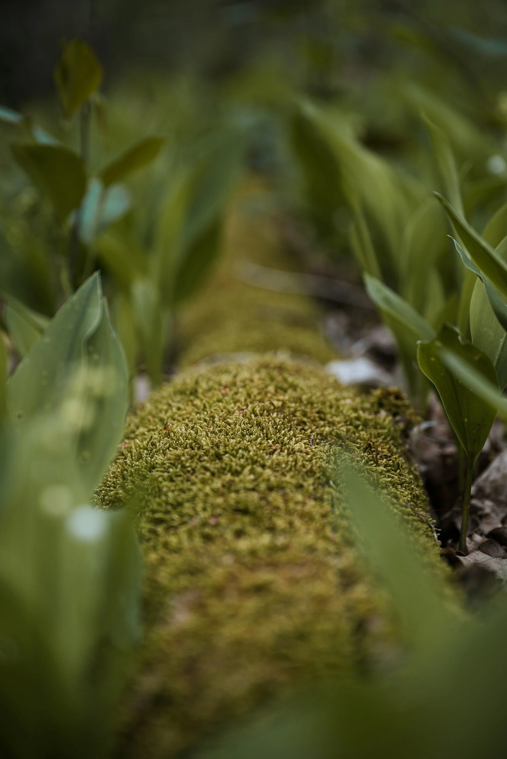 Close-up of moss growing on a stone or log between green plants in a garden or farm.