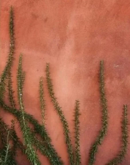 Green, spiky, elongated plant stems growing against a reddish-brown wall.