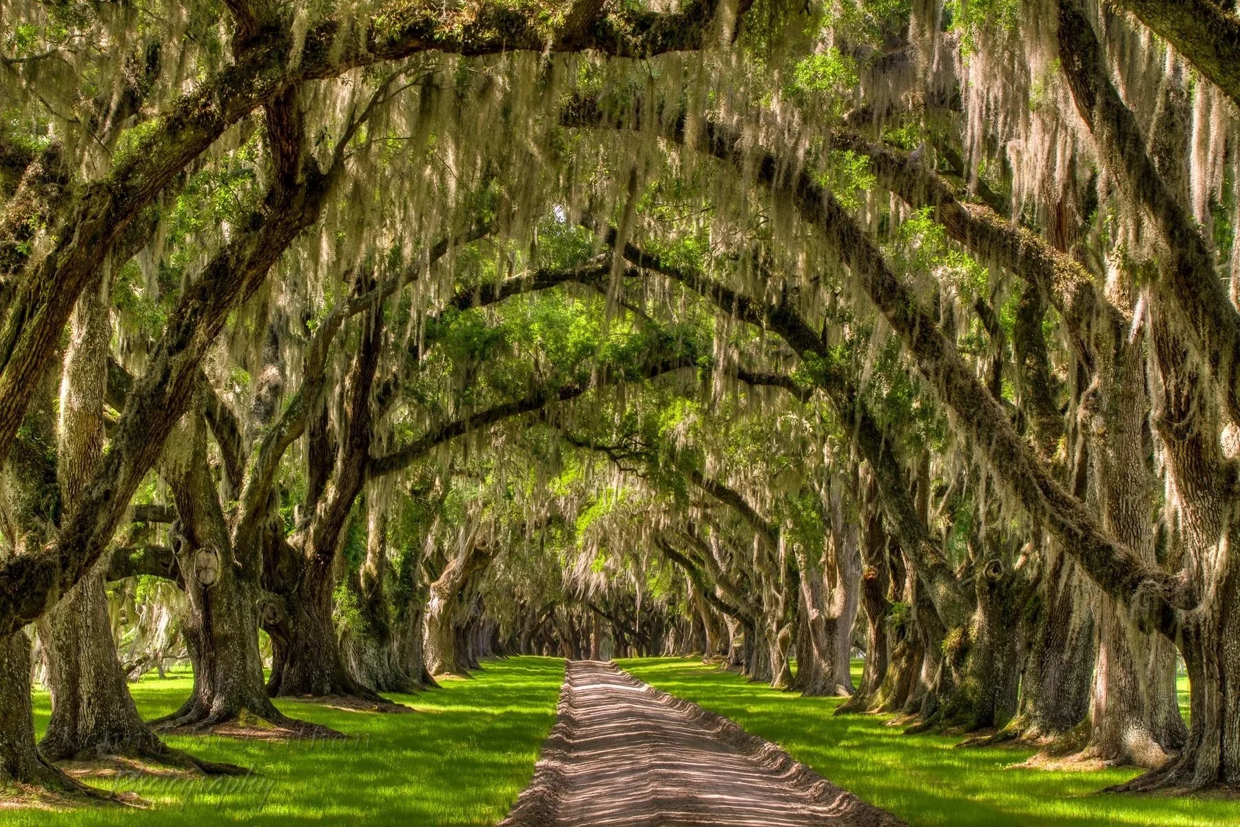 A pathway through an archway created by large, moss-covered oak trees with hanging Spanish moss in a lush green park. Photography Classes in Charleston SC. Camera Classes in Charleston SC