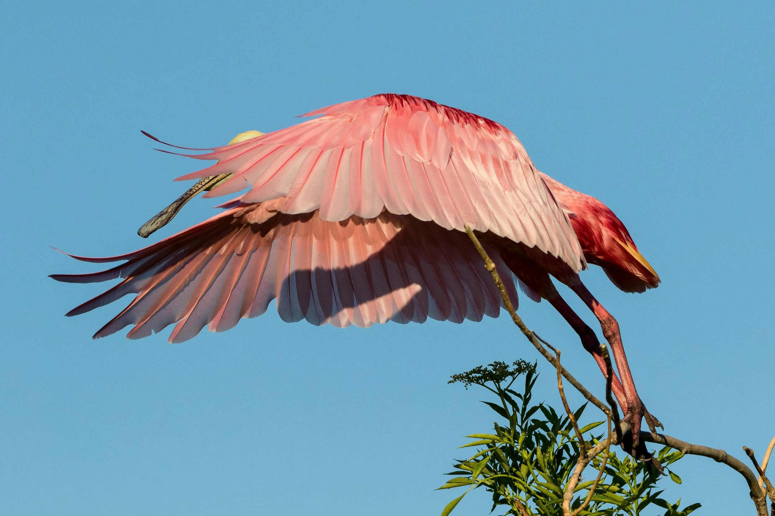 A roseate spoonbill with pink feathers perched on a tree branch against a clear blue sky.