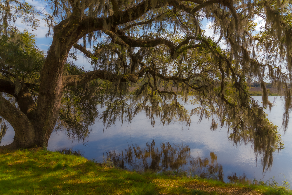 A large tree with moss hanging from its branches by the water's edge, reflecting in the calm river below with a grassy bank in the foreground and a partly cloudy sky overhead. Photography Classes in Charleston SC. Camera Classes in Charleston SC