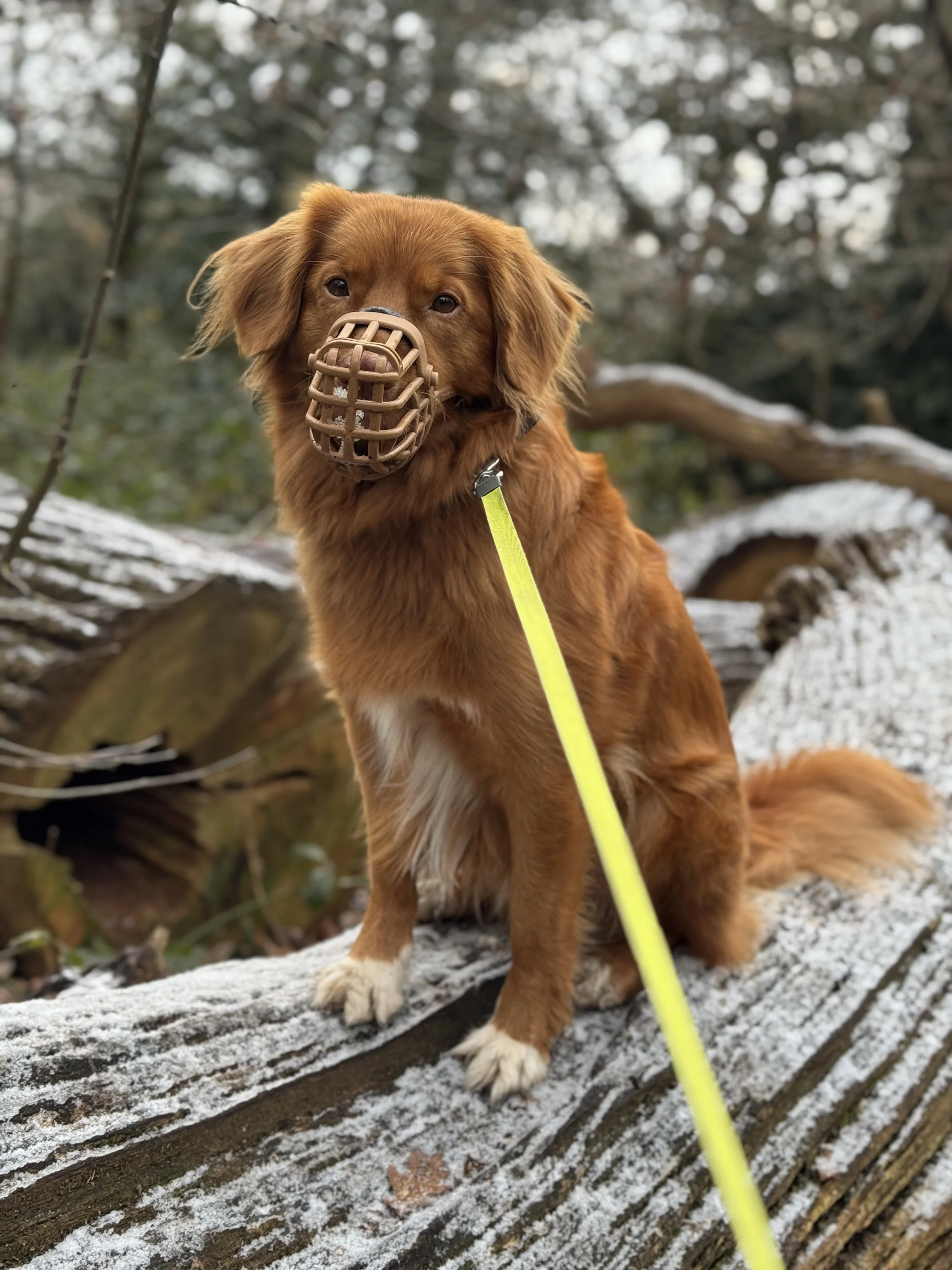 A brown dog with a muzzle sitting on a snow-dusted log in a forest, attached to a yellow leash.