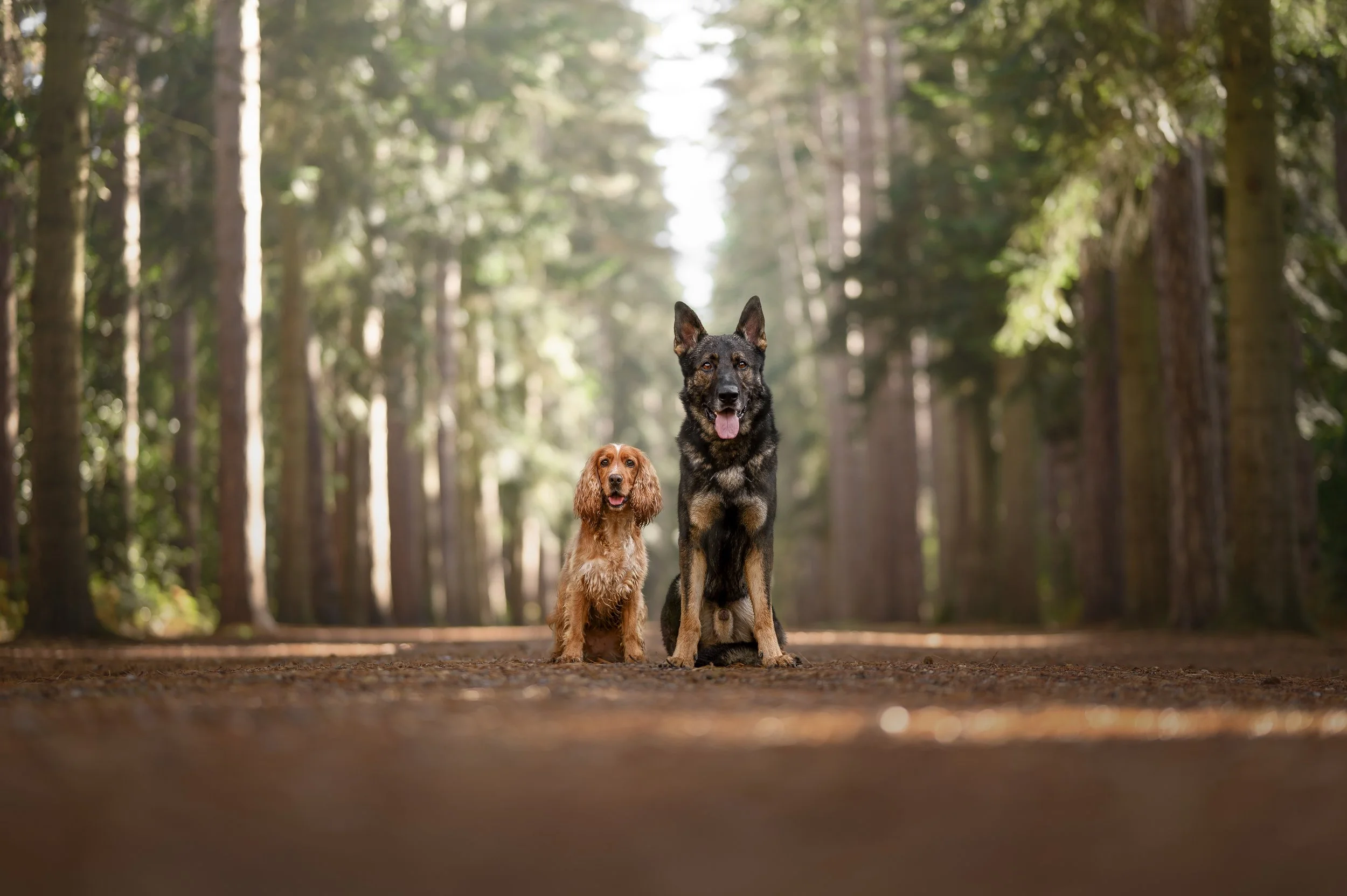 Two dogs, one large and one small, sitting on a forest trail surrounded by tall trees with sunlight filtering through the leaves.