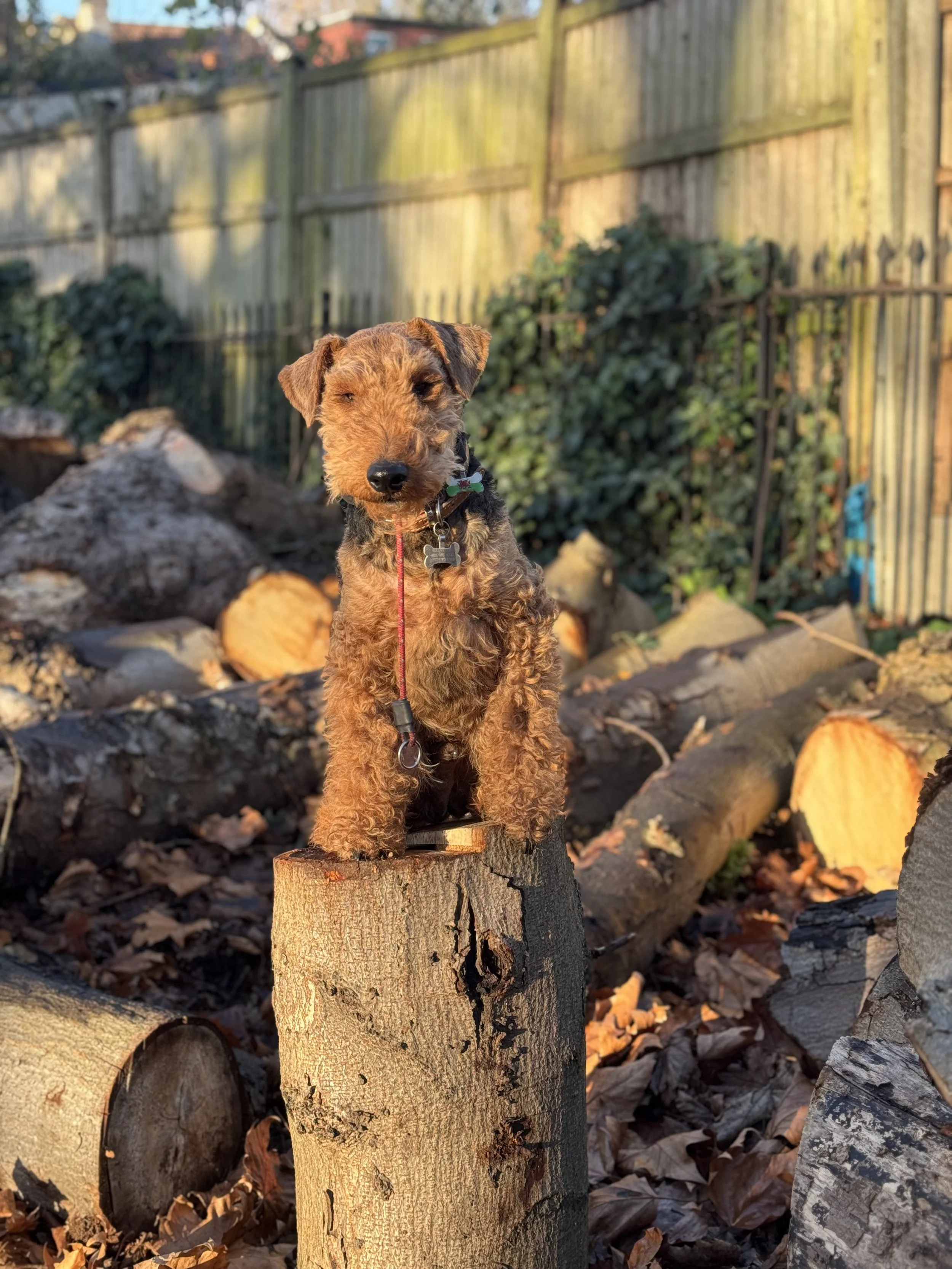 A small brown and black puppy with curly fur standing on a tree stump in an outdoor yard with fallen leaves, logs, and a wooden fence in the background during sunset.