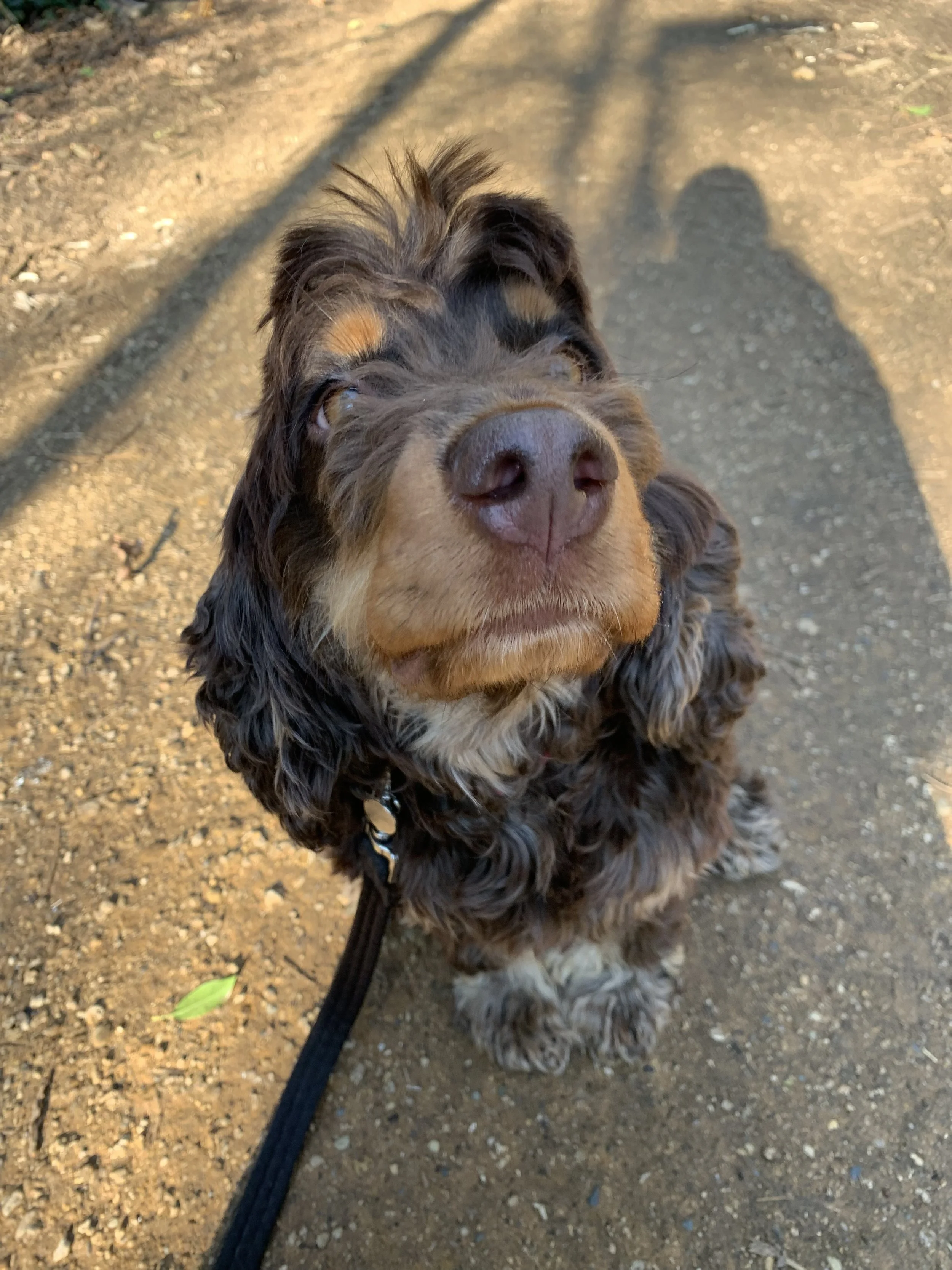 Close-up of a brown and black curly-haired dog with a large nose, sitting on dirt ground on a leash.