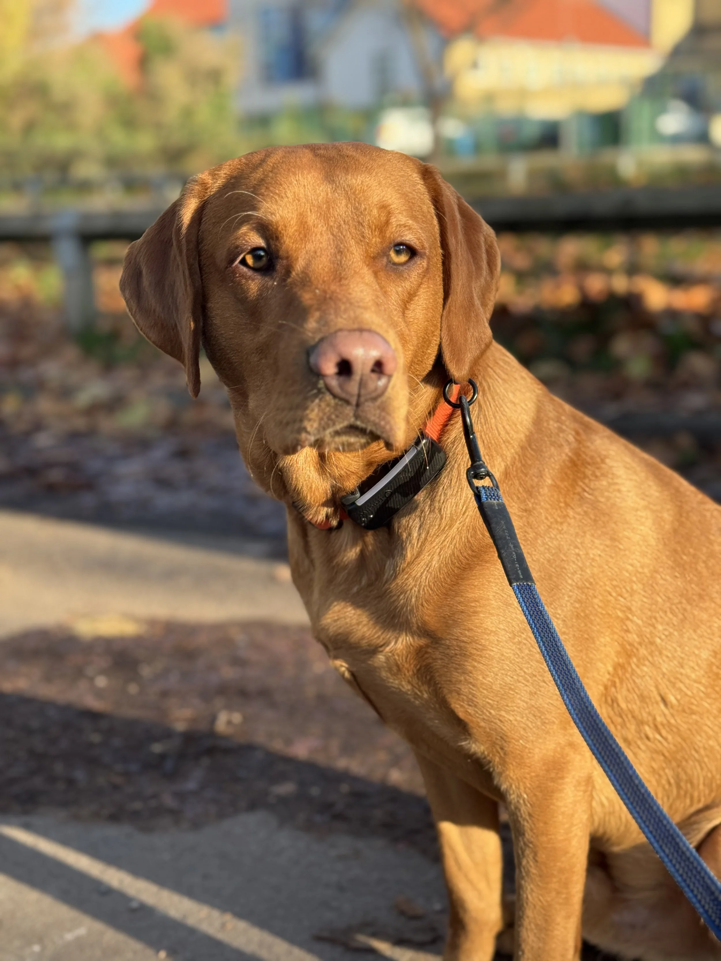 A brown dog looking at the camera outdoors with autumn leaves and houses in the background.