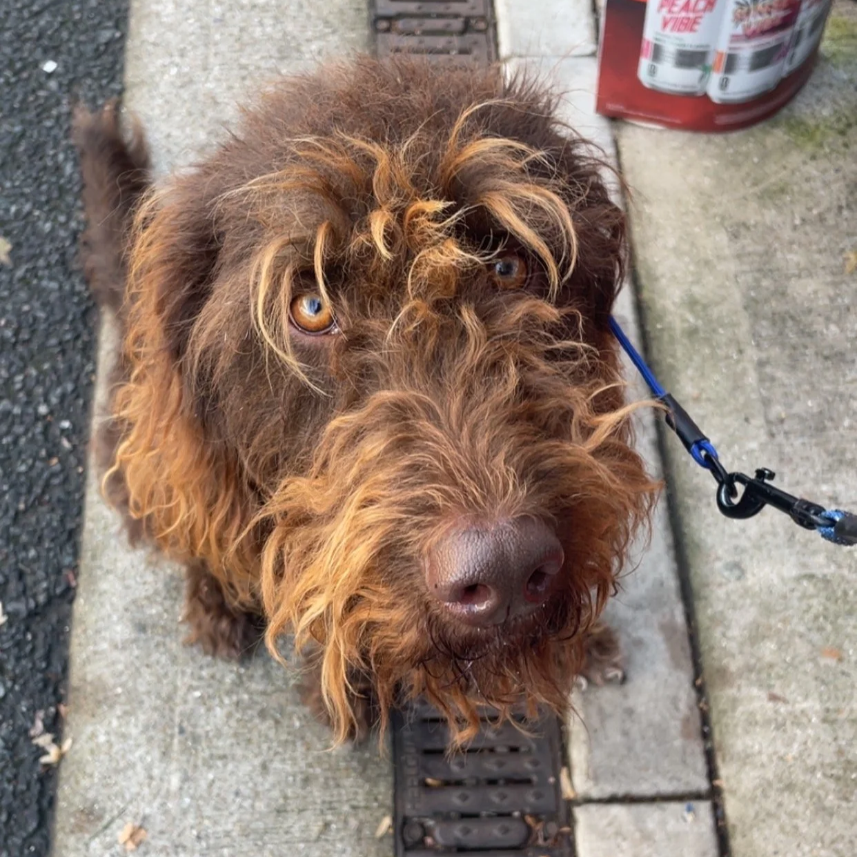 Close-up of a brown, curly-haired dog with light brown eyes, standing on a sidewalk. The dog is wearing a blue leash.