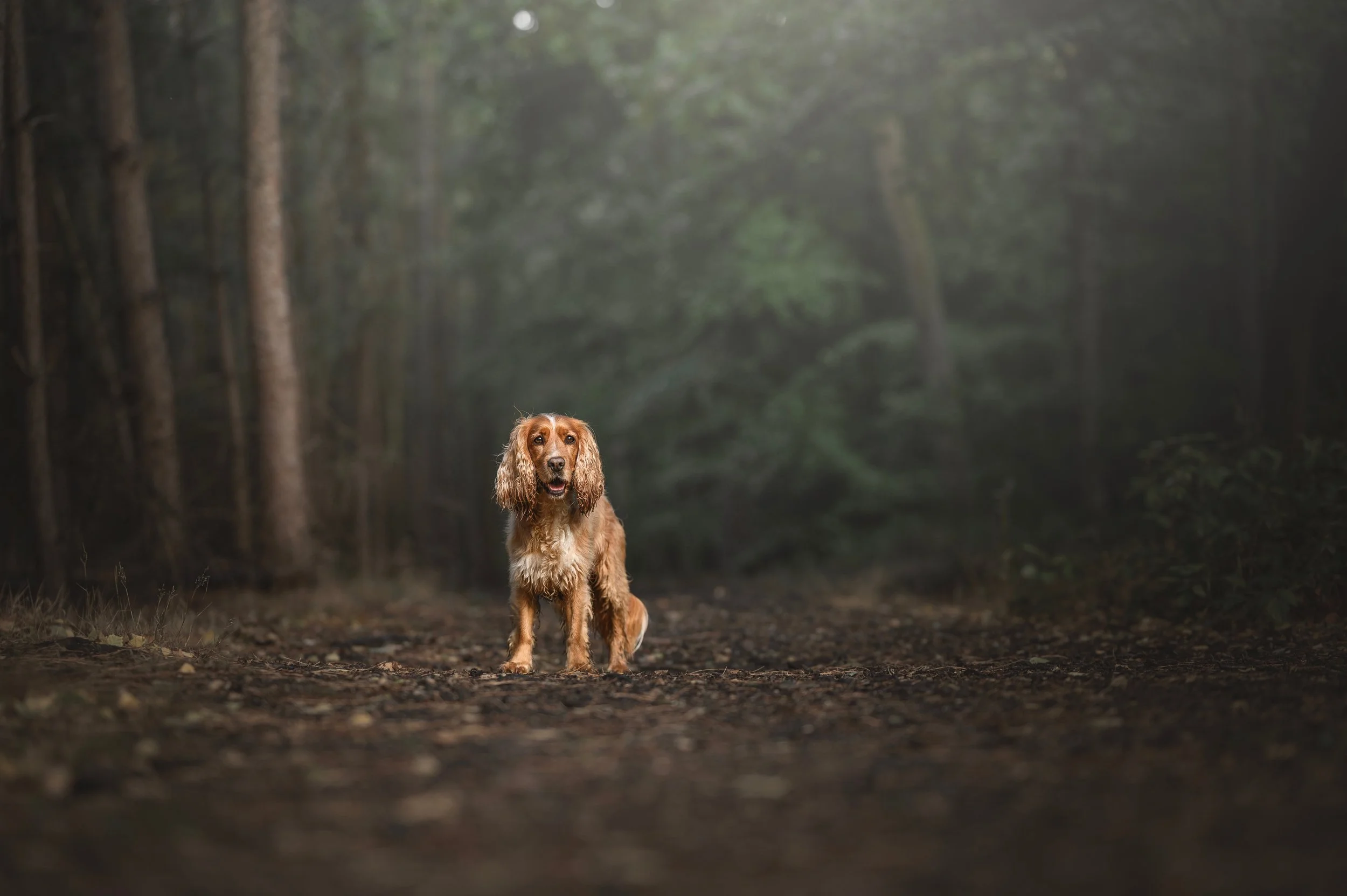 A dog with long, floppy ears stood on a dirt path in a dense forest with trees and greenery in the background.