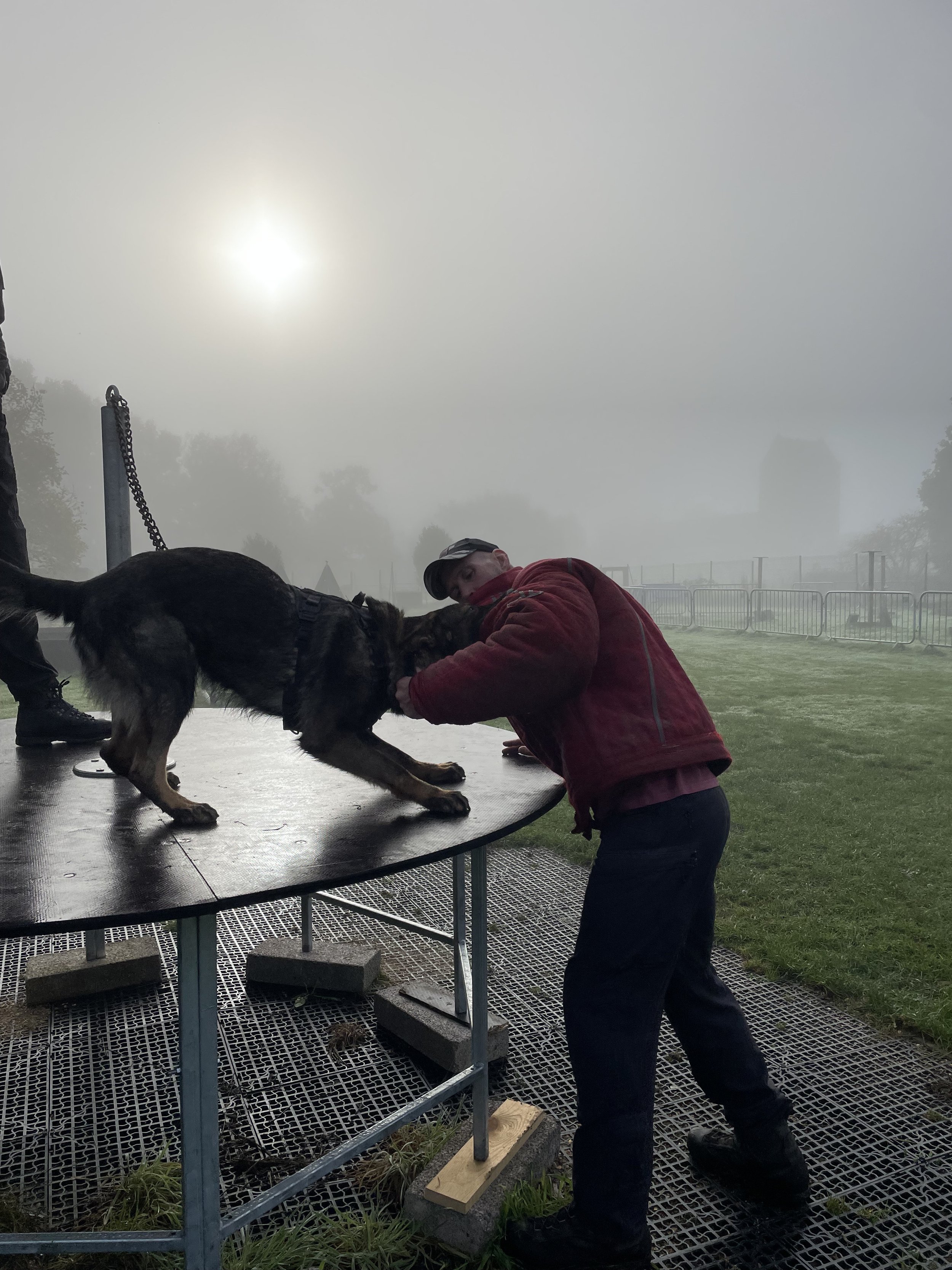 A person in a red jacket decoying for a German Shepherd dog on a raised table outdoors shrouded in fog. The person is training the dog for police work.