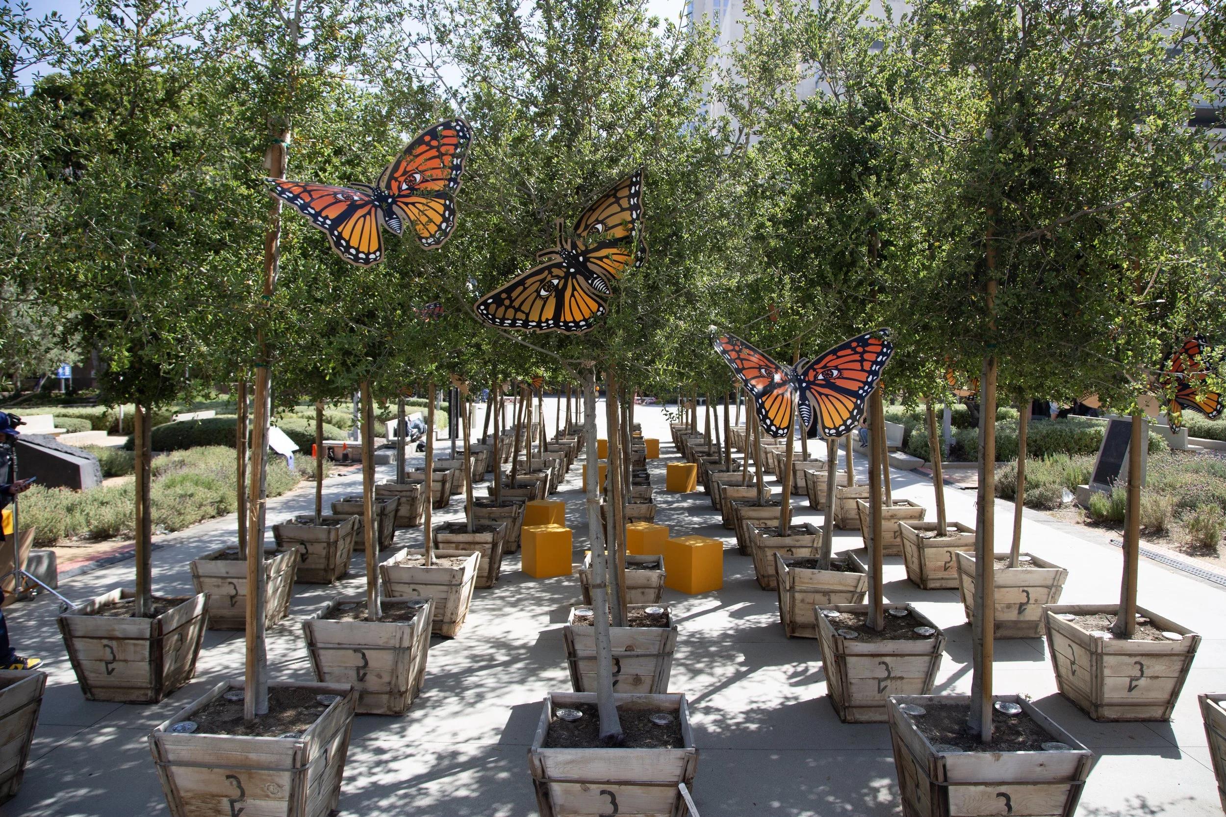 In Kinship with the Oak, Grand Park, LA