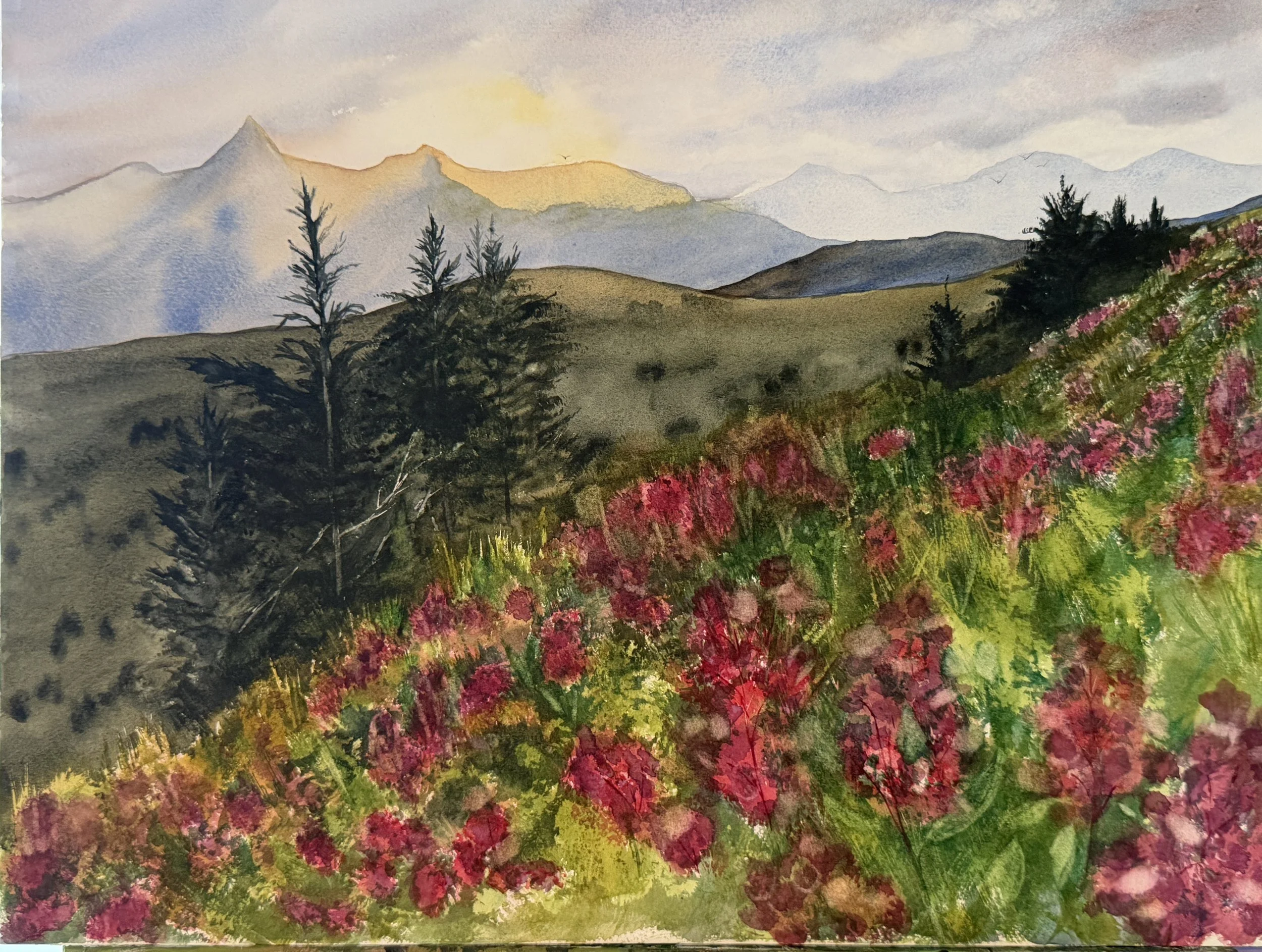 Fields of Phlox