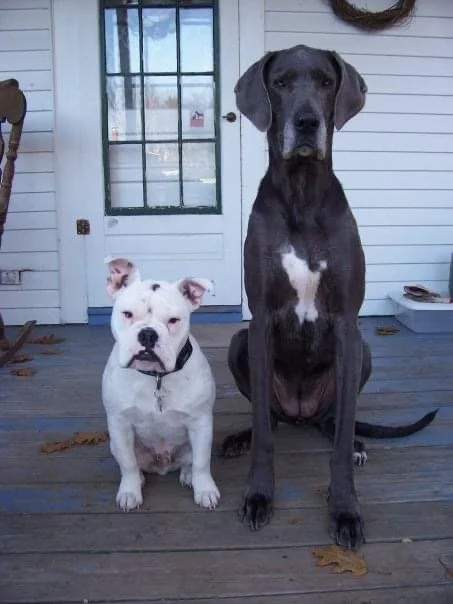 Two dogs, a small white bulldog and a large black Great Dane, sitting outside on a porch with a white wooden wall and glass door behind them.