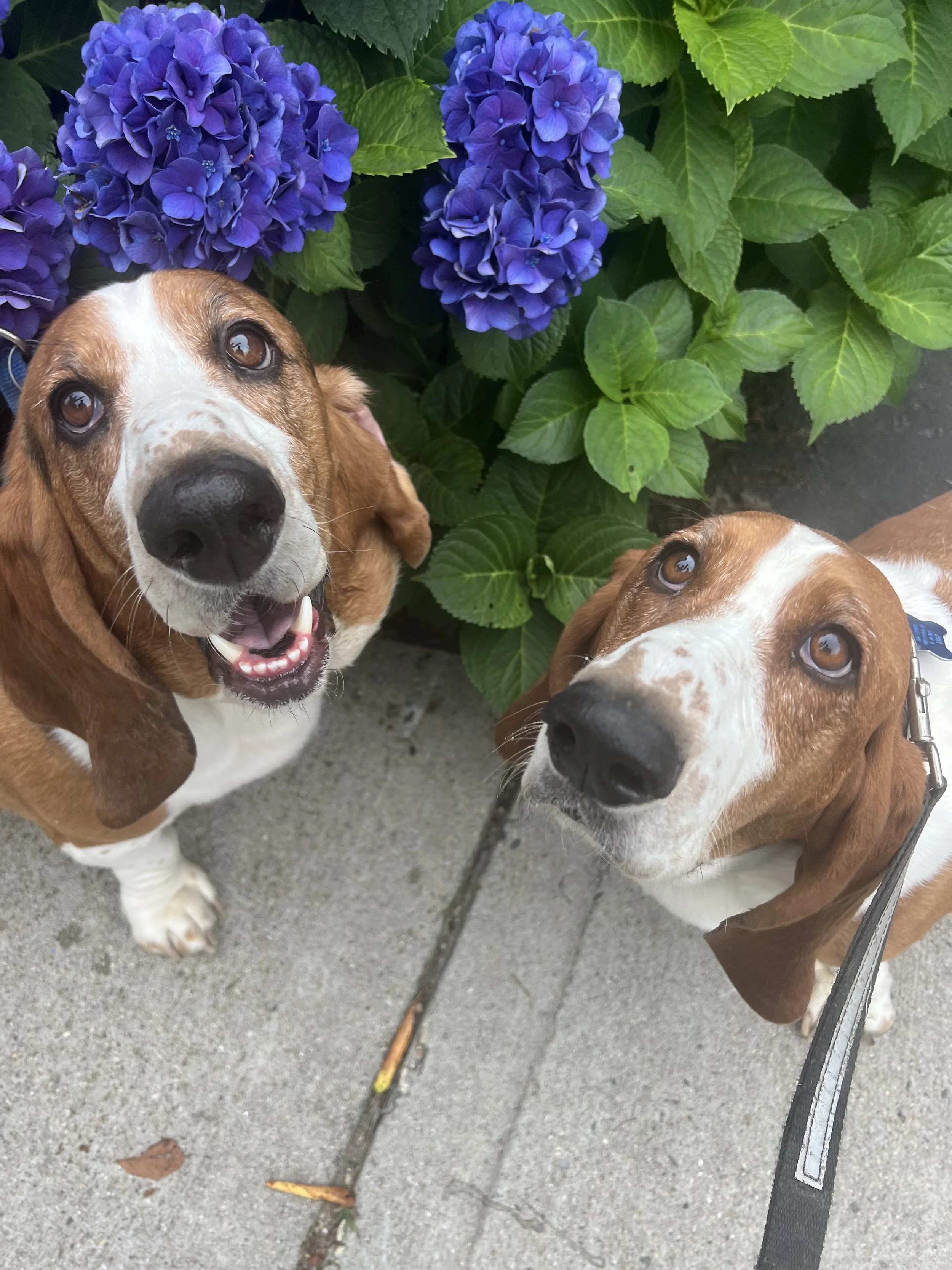 Two basset hound dogs sitting on a sidewalk next to purple hydrangea flowers and green leaves, looking up at the camera.