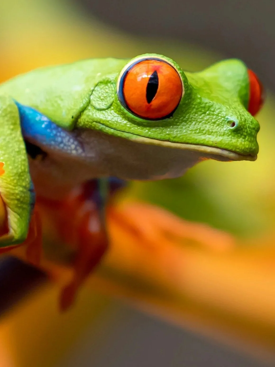 Close-up of a red-eyed tree frog on a branch with a blurred colorful background.