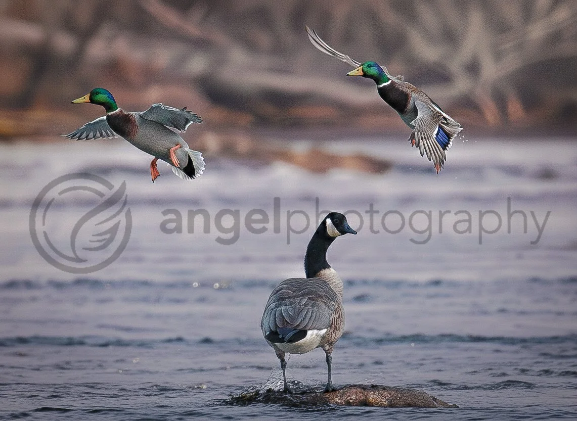 "Landing Light: Waterfowl in Harmony" (DIGITAL COPY)