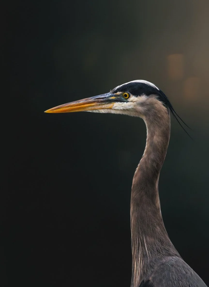 The Golden Gaze (DIGITAL COPY)