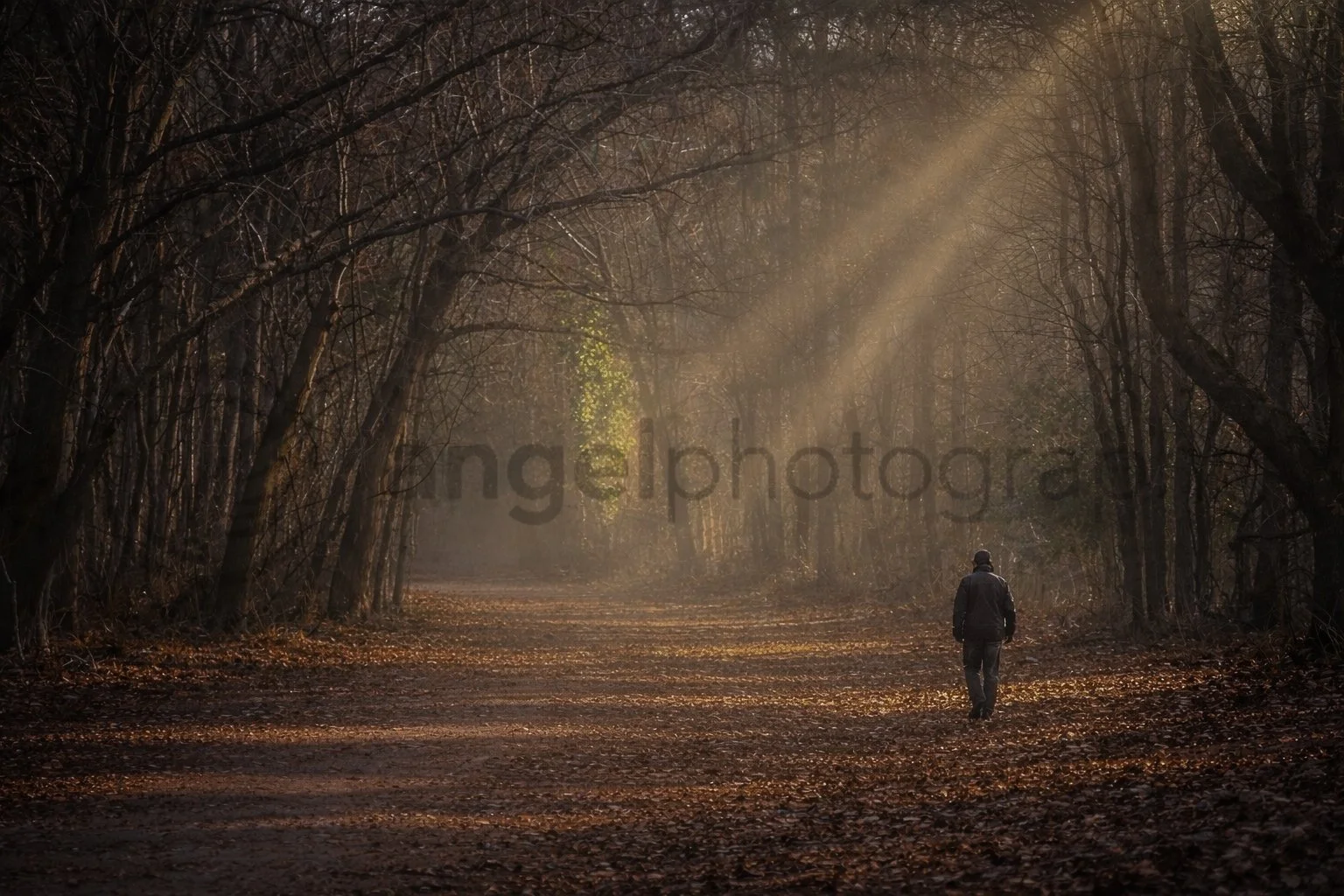 “Into the Quiet Light”