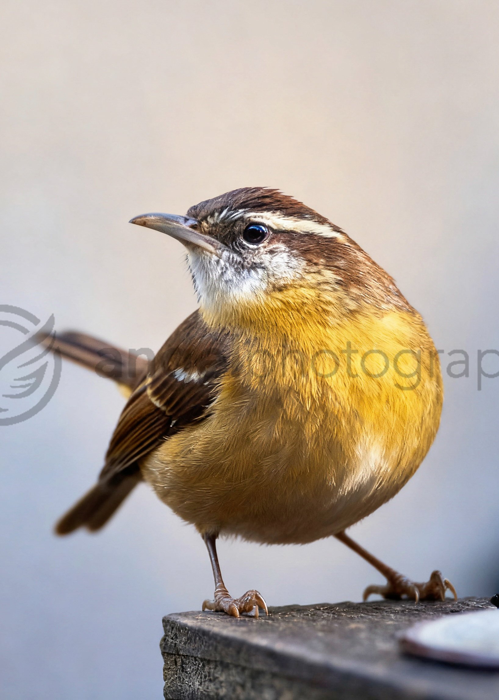"Golden Whisper: Songbird in Morning Light" (DIGITAL COPY)