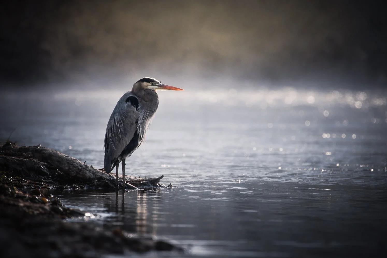 Guardian of the Mist  (DIGITAL COPY)