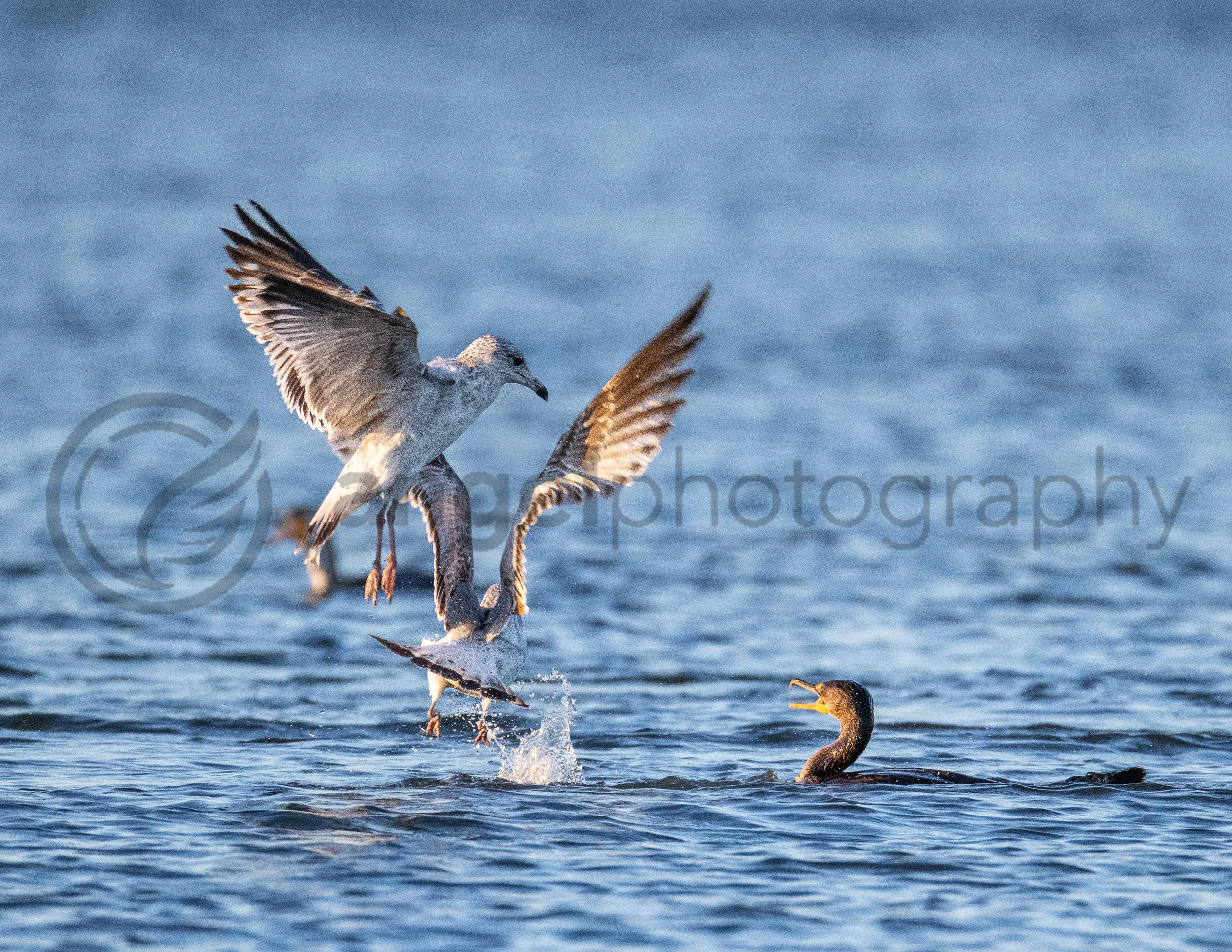 The Dispute at Sea (DIGITAL COPY)